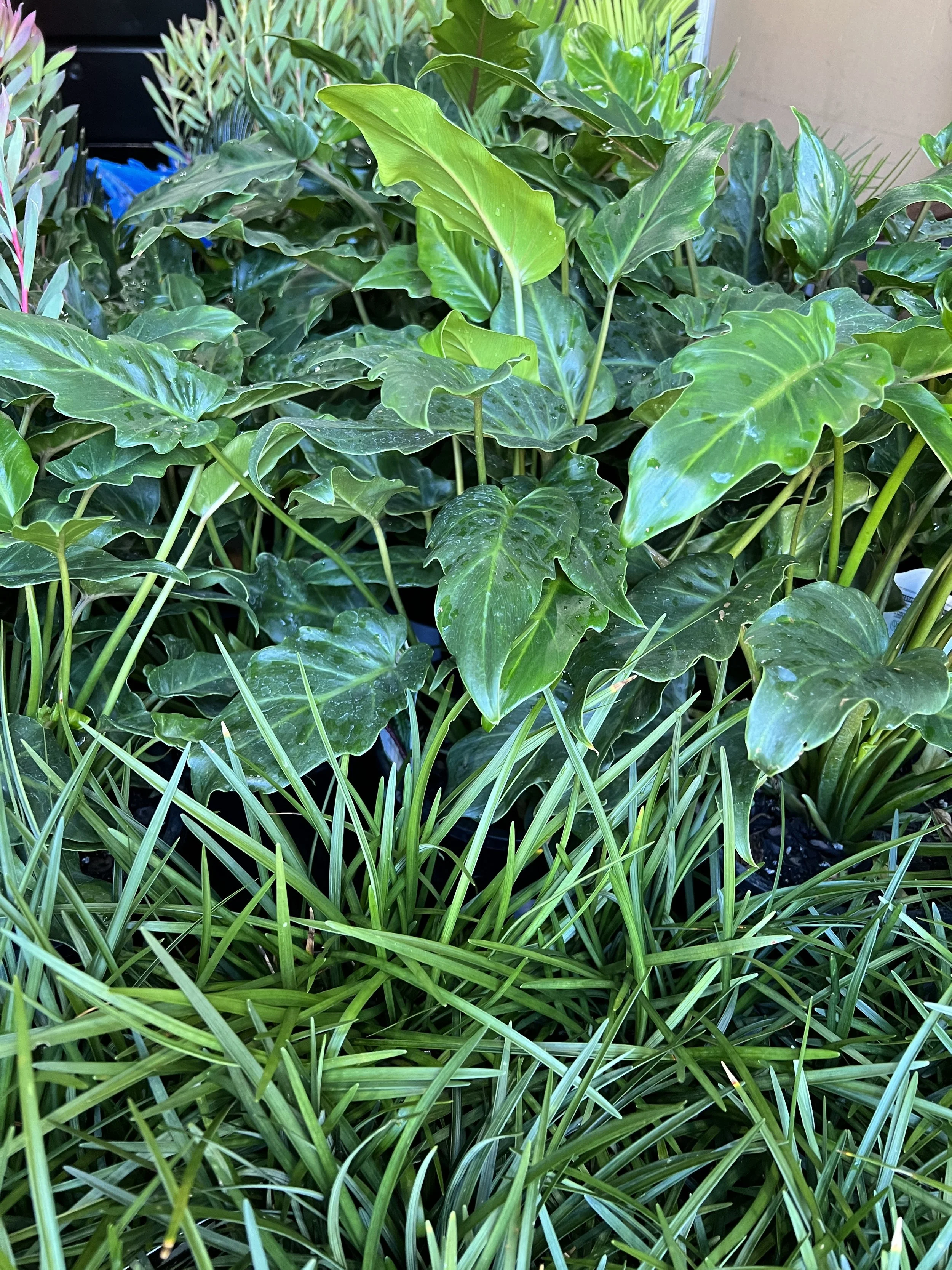 Close-up of green leafy plants, including a prominent large green leaf, with some showing water droplets, set against a background of more plants and a beige wall.