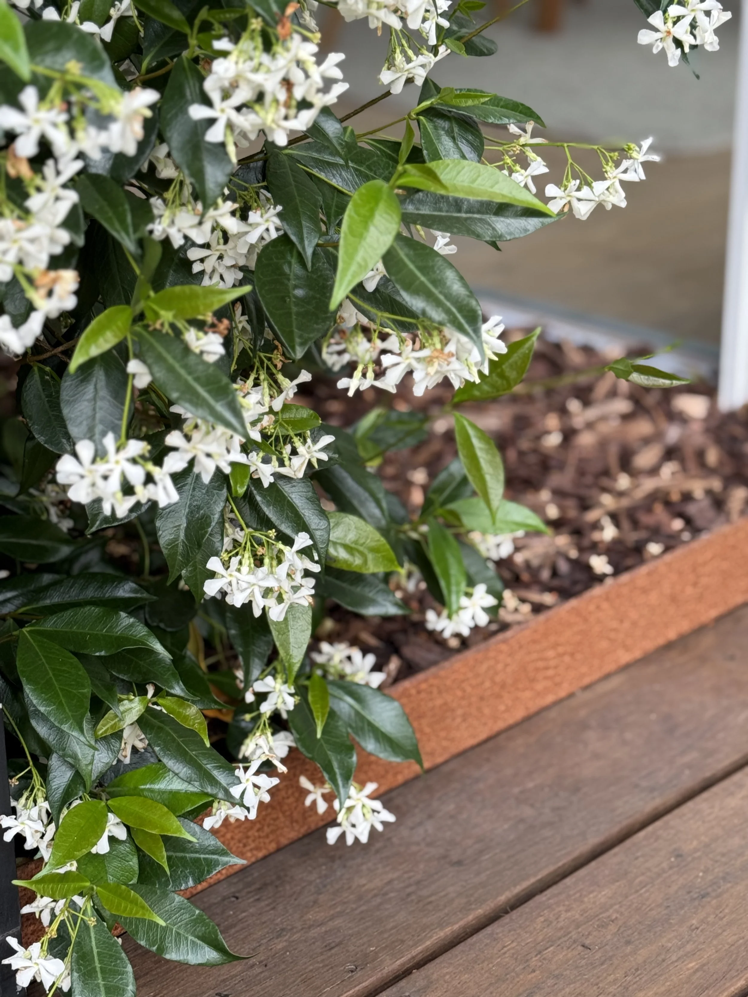 Close-up of a shrub with white flowers and dark green shiny leaves, planted in a wooden garden bed.