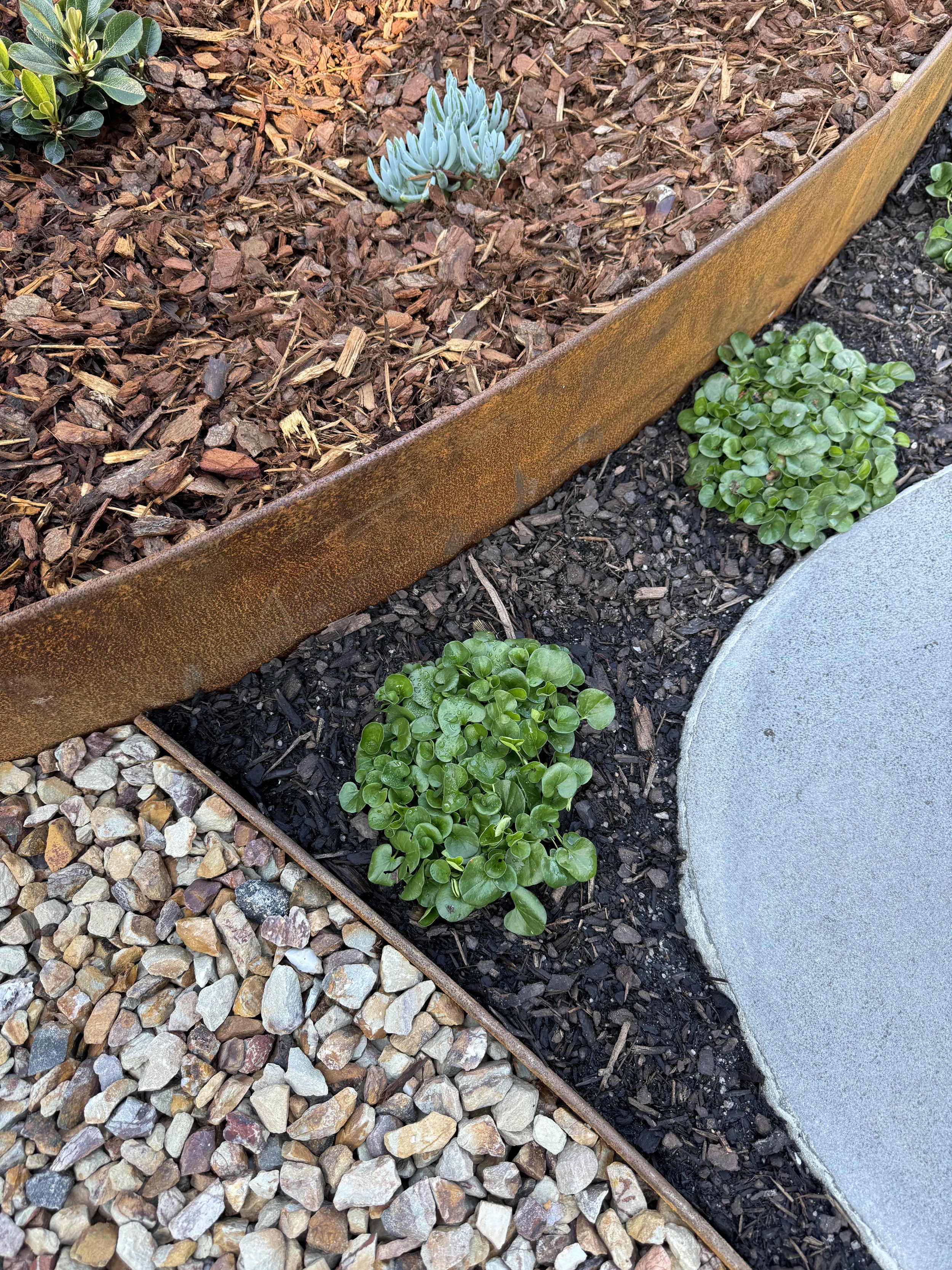 A garden scene showing a wooden raised bed with succulents, surrounded by layers of mulch, small river rocks, and a concrete border.
