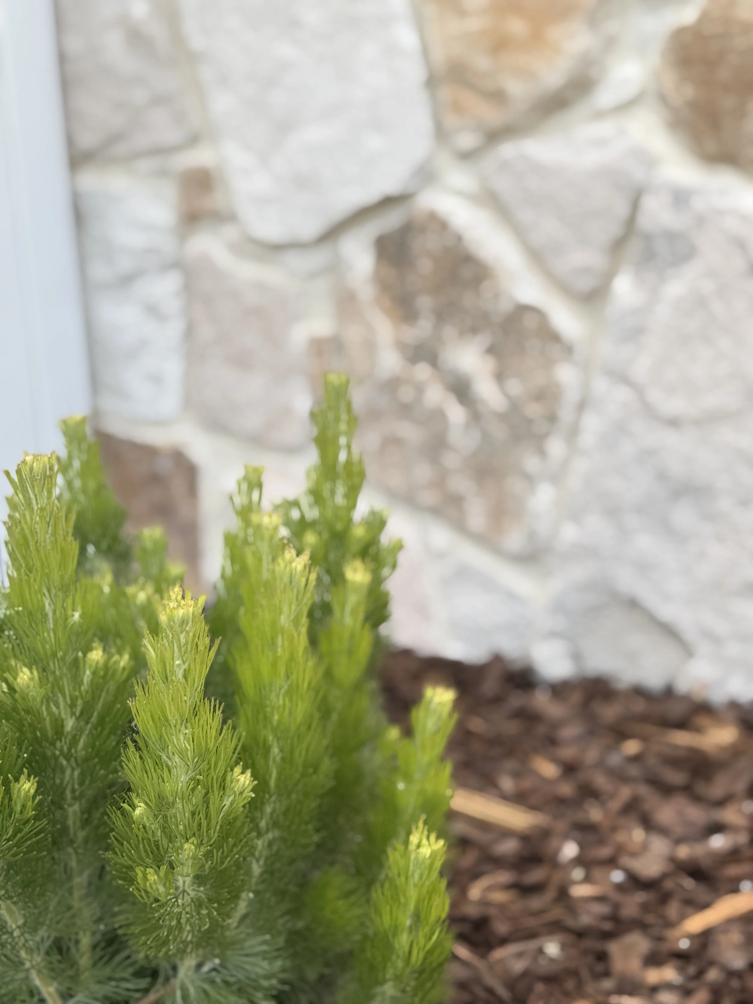 Close-up of a green fern with a stone wall in the background.