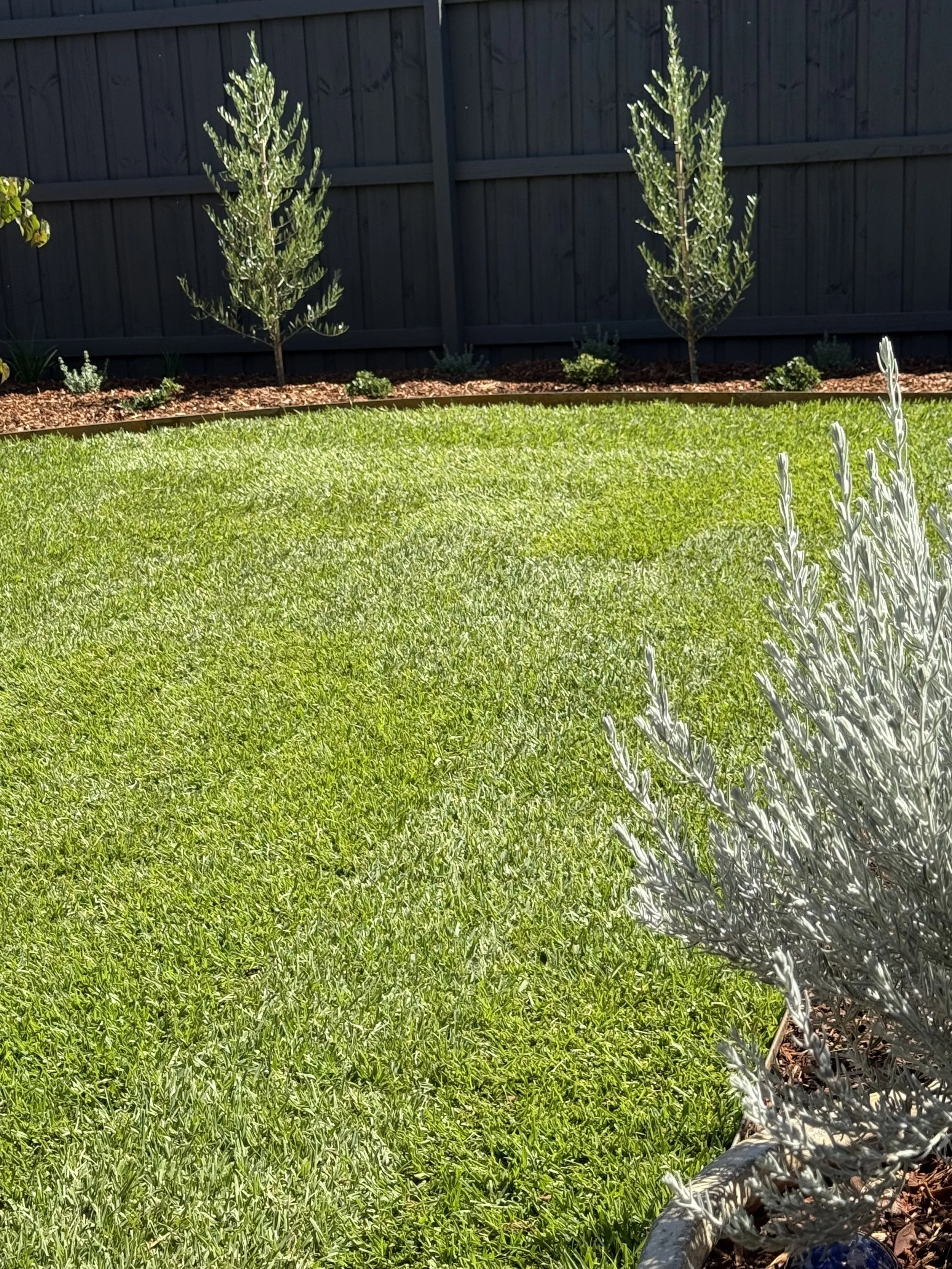 A backyard with a green lawn, a wooden fence, and small trees and plants along the fence line. In the lower right corner, there is a bush or plant with silvery leaves.