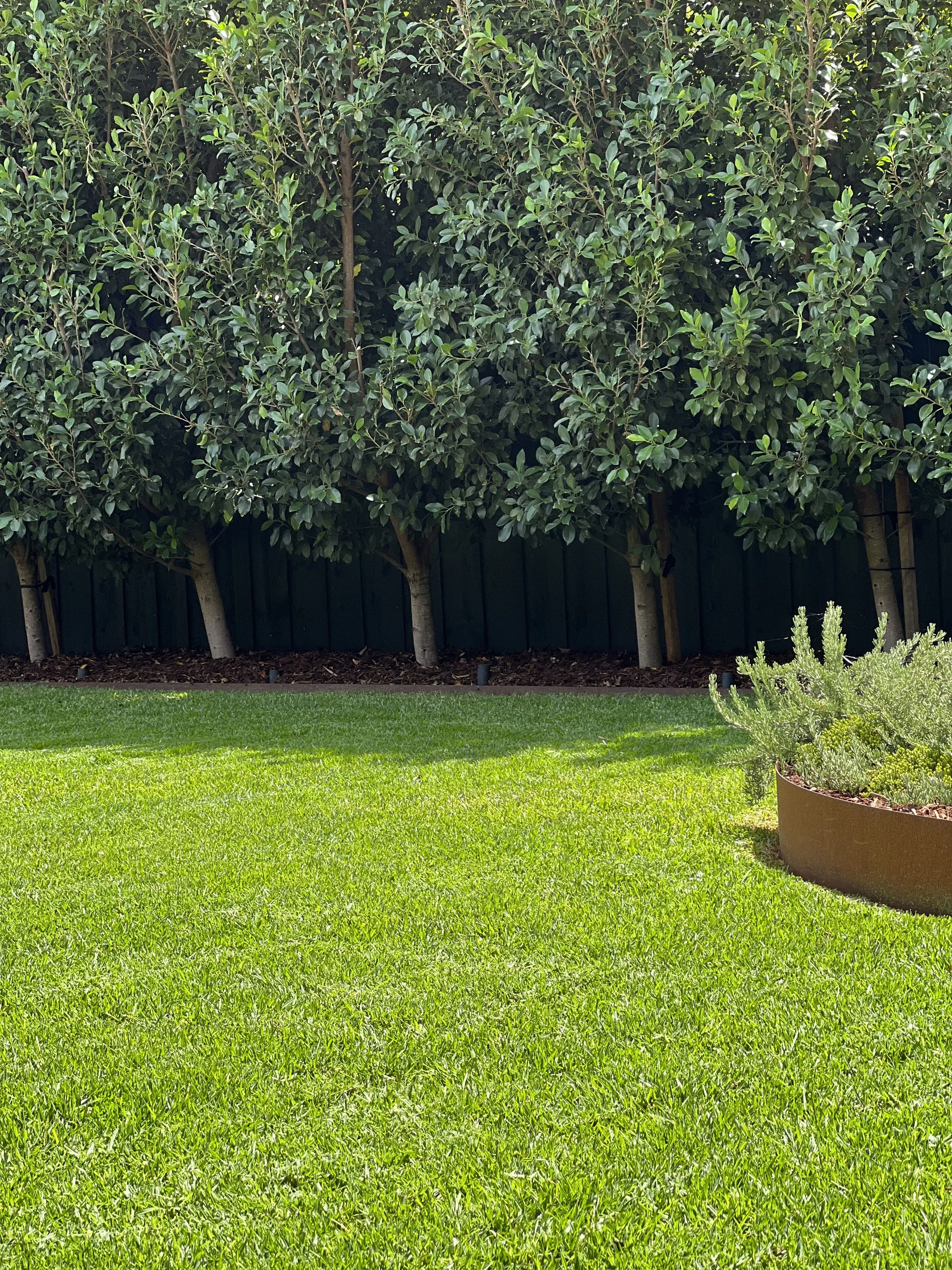Lush green lawn with a large planter containing a shrub, and a background of tall dense bushes.