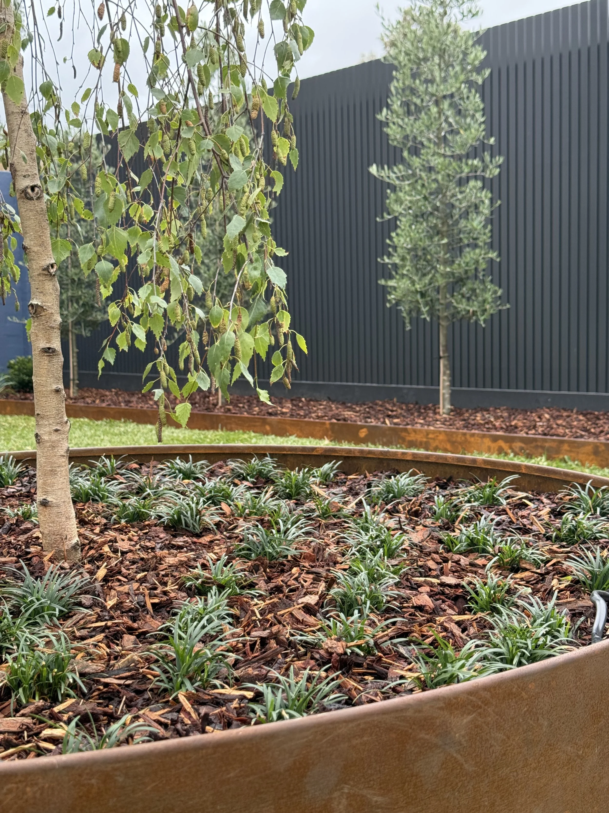 A garden with young trees, green plants, mulch, and a black slatted fence in the background.