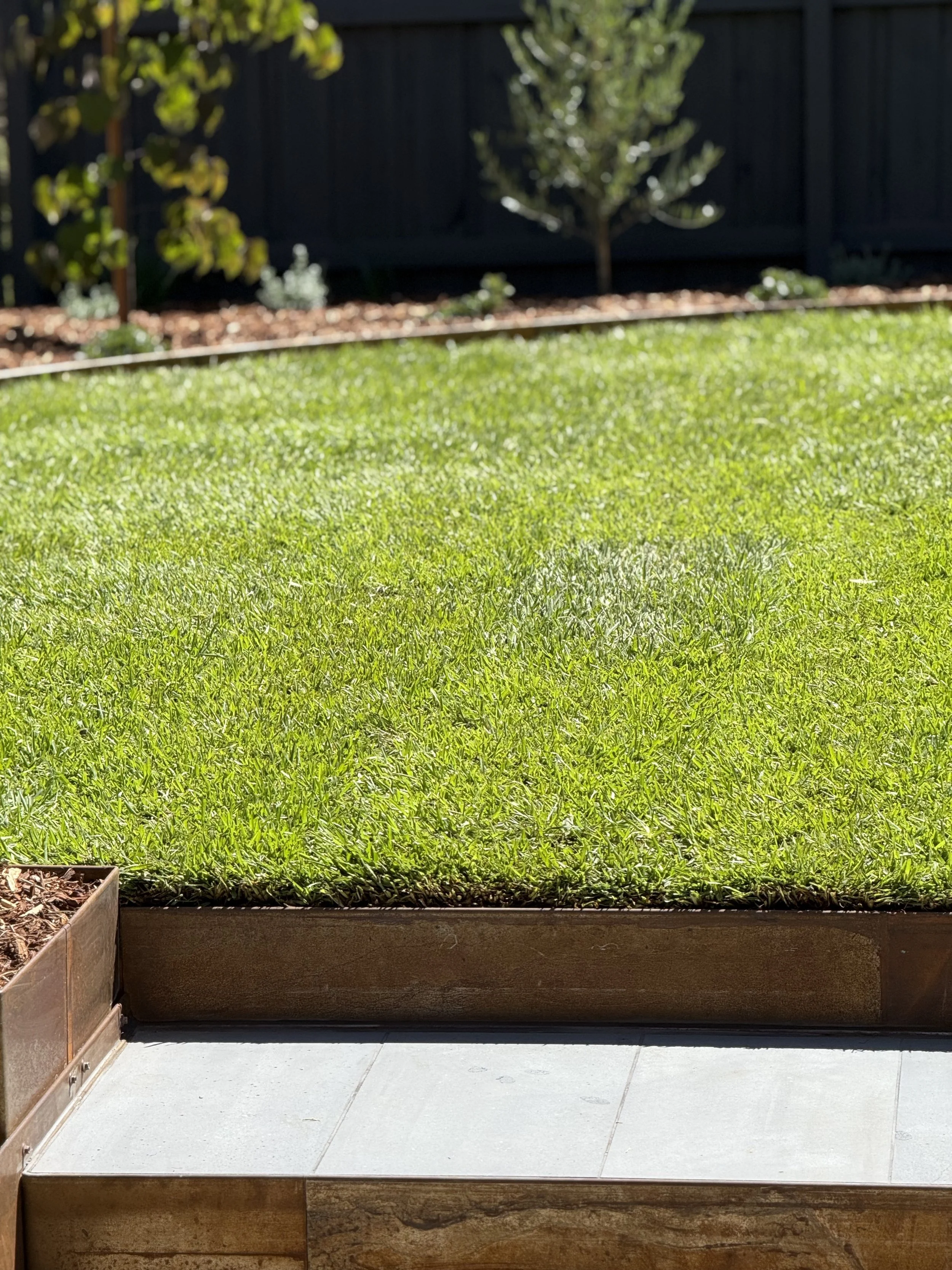 A garden bed with lush green grass, bordered by a wooden edge, and a small tree and some plants or shrubs in the background, with a dark wooden fence behind them.