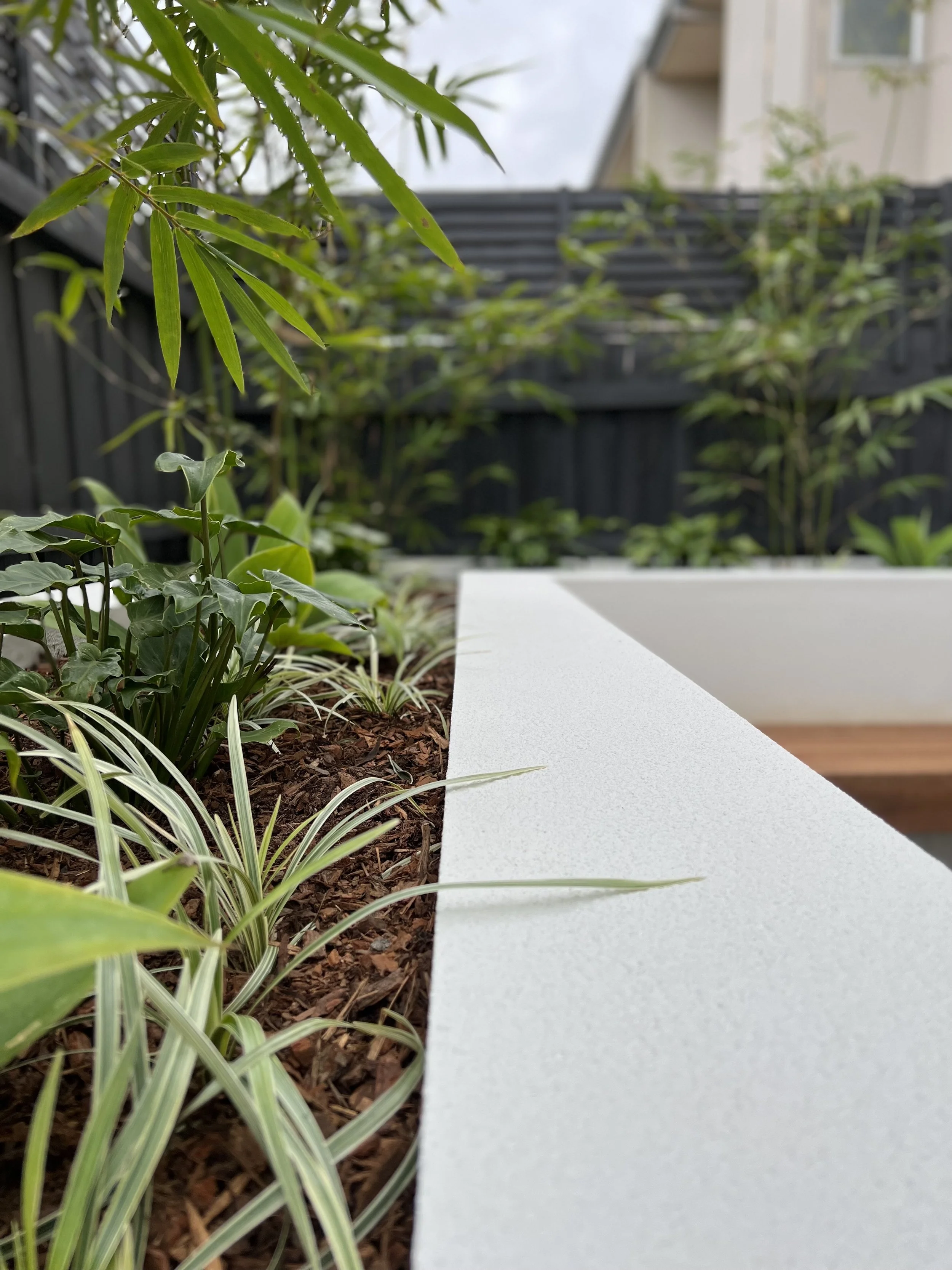Close-up of a garden bed with green plants and soil, with a white concrete edge and a black fence in the background.