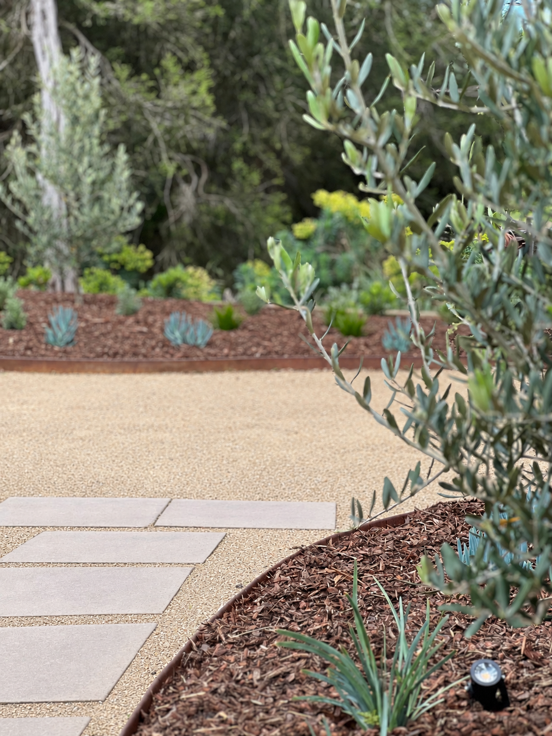 A landscaped garden with a paved pathway, shrubs, and plants, including a large bush in the foreground and smaller plants along the edge of a mulched garden bed.