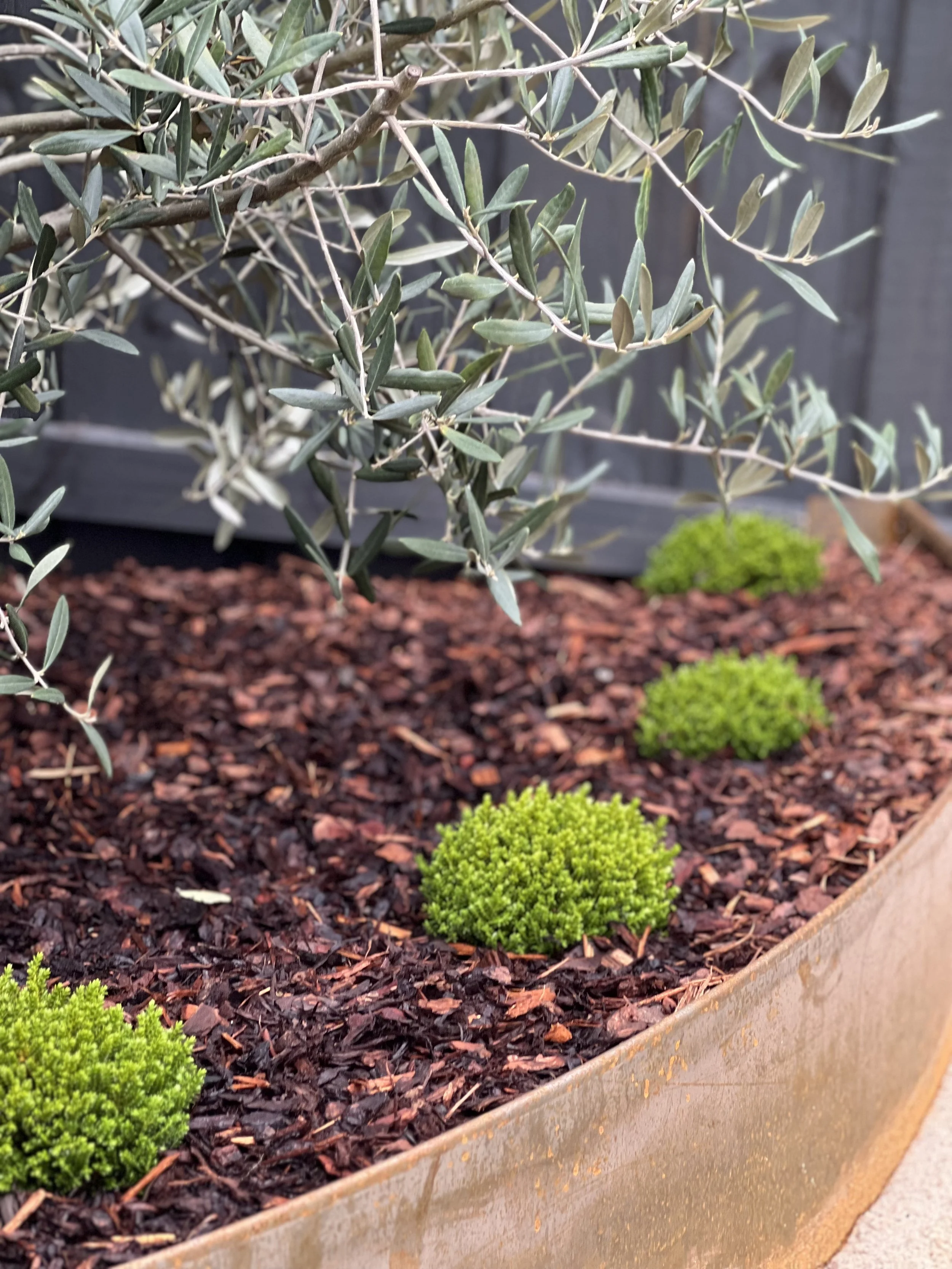 Close-up of green moss balls and olive branches in a garden bed with brown mulch.