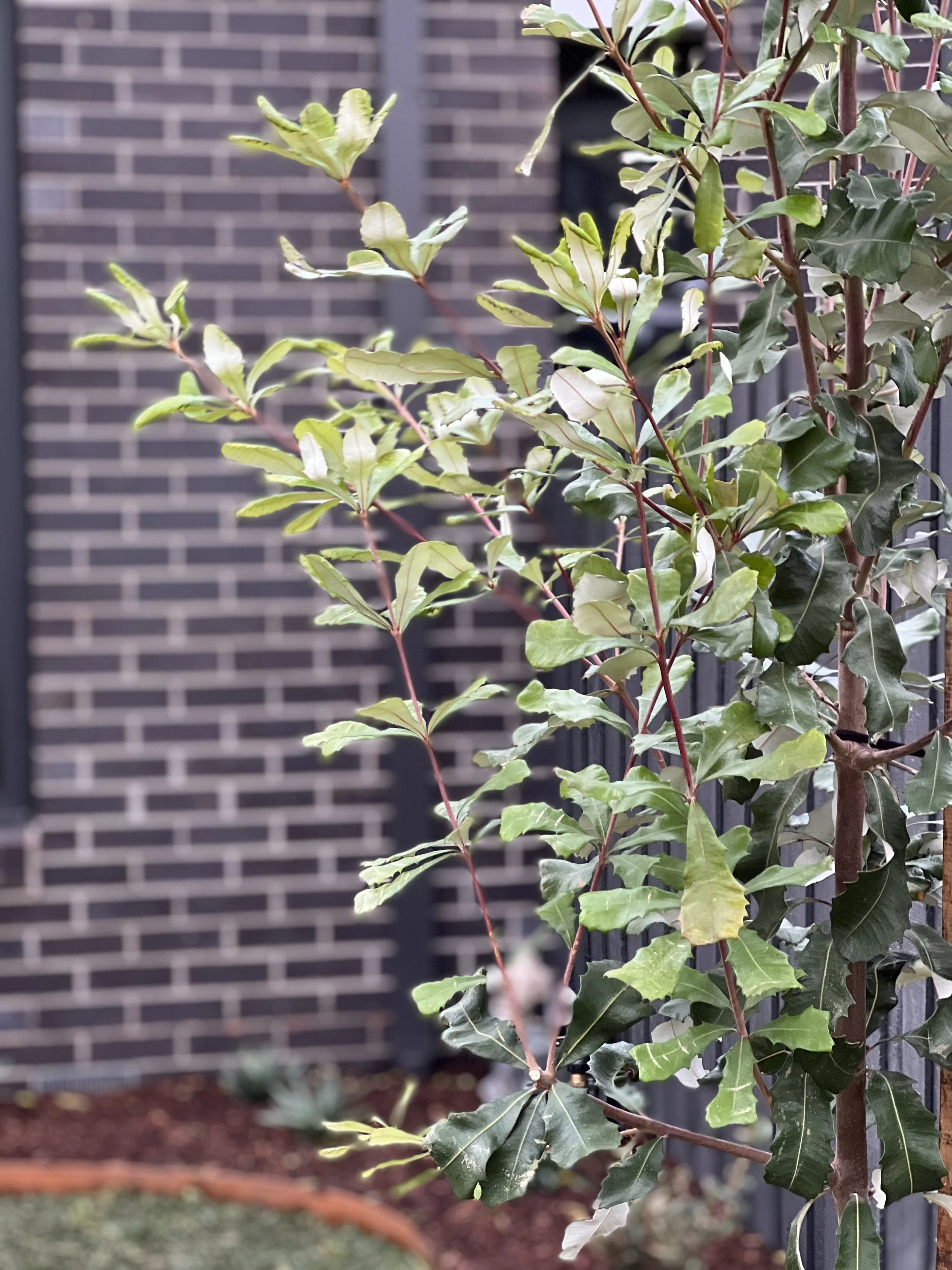 Close-up of a green holly plant with spiky variegated leaves and red stems in front of a brick wall.