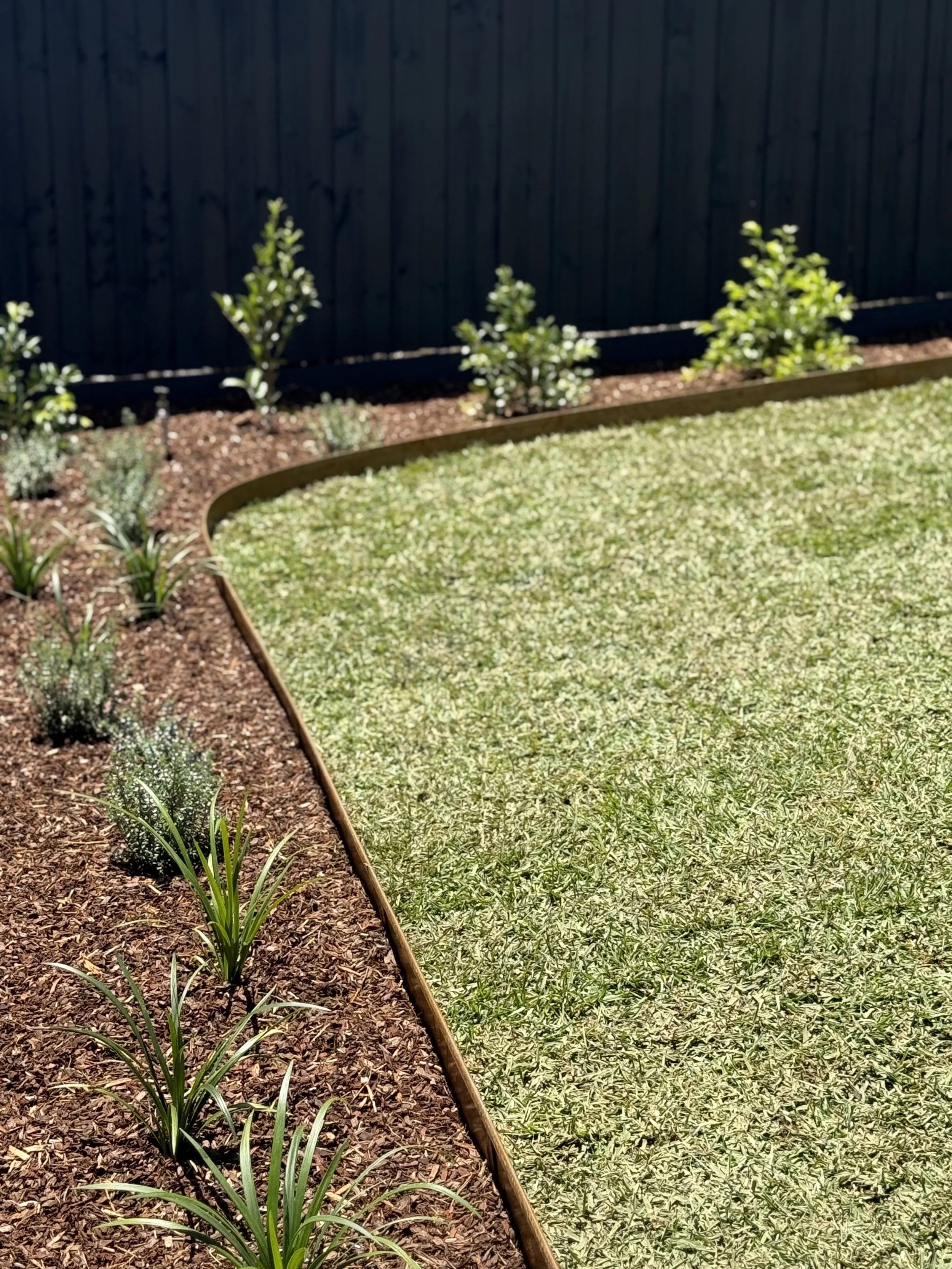 A backyard garden with a curved flower bed filled with small plants, bordered by wood, and a neatly cut grassy lawn, against a dark wooden fence.