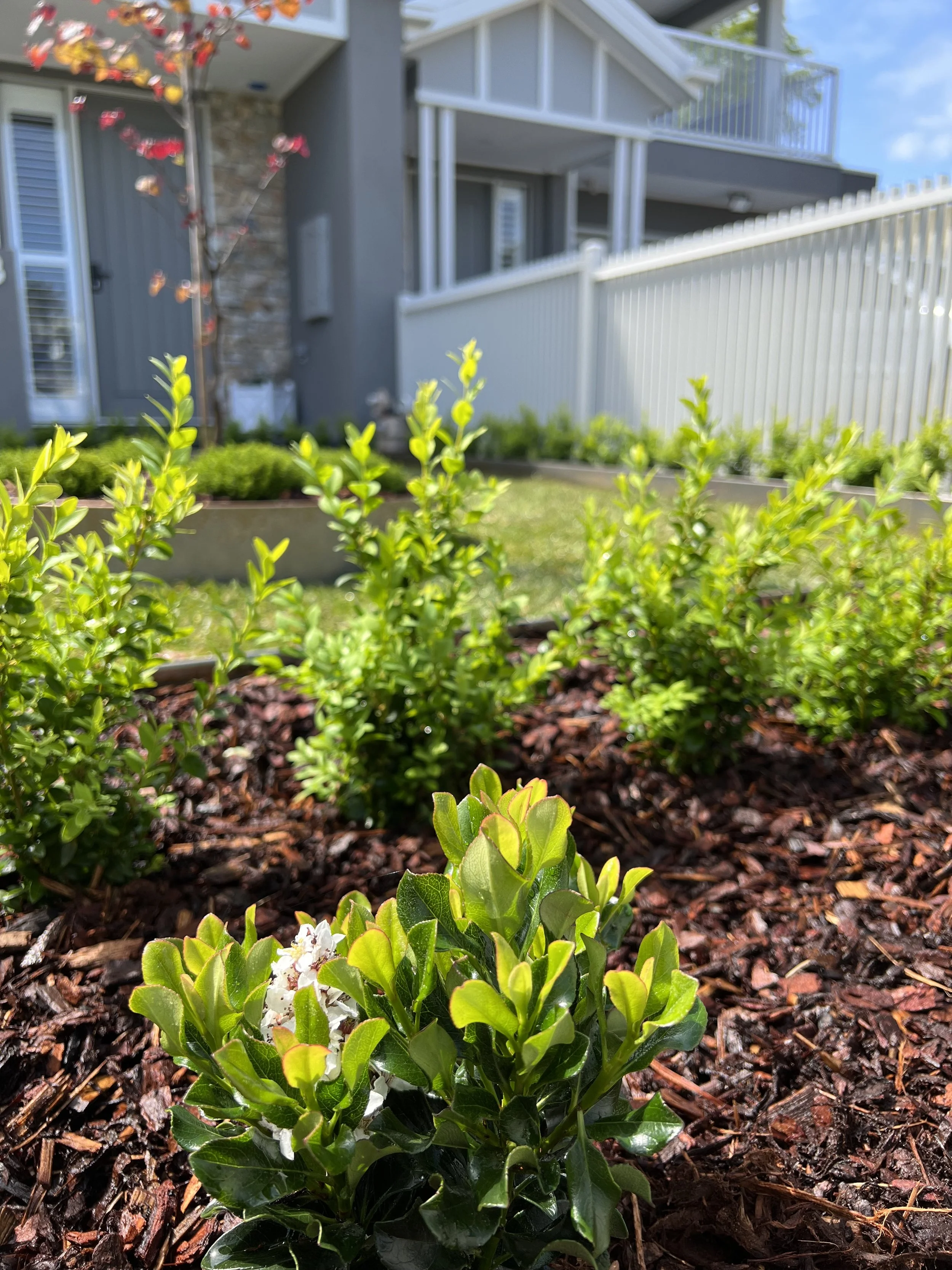 Close-up of a green leafy shrub with white flowers, in a garden with mulch, and a house with a deck and white fence in the background.