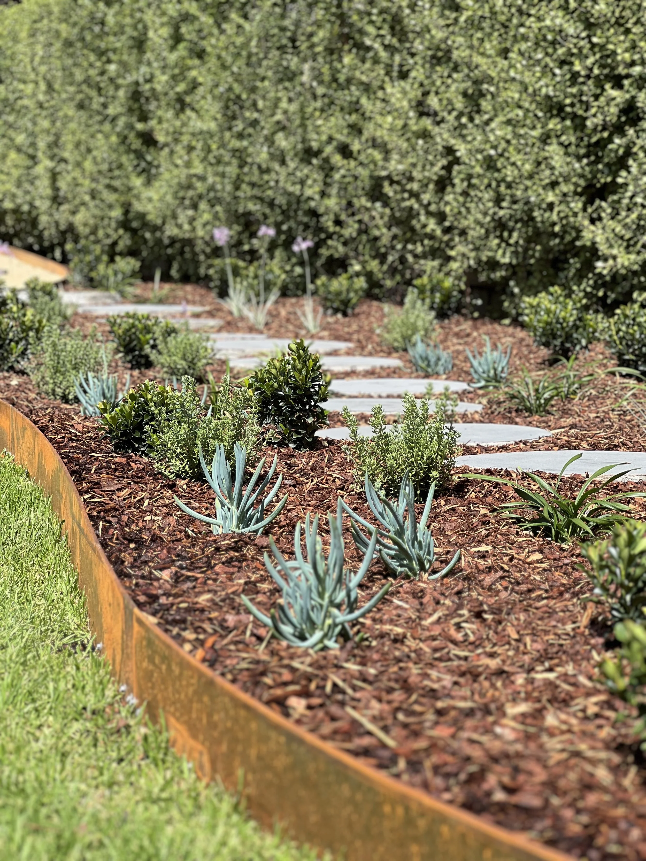 A garden bed with a variety of succulent plants, a mulch ground cover, and a wooden border, with a background of green bushes.