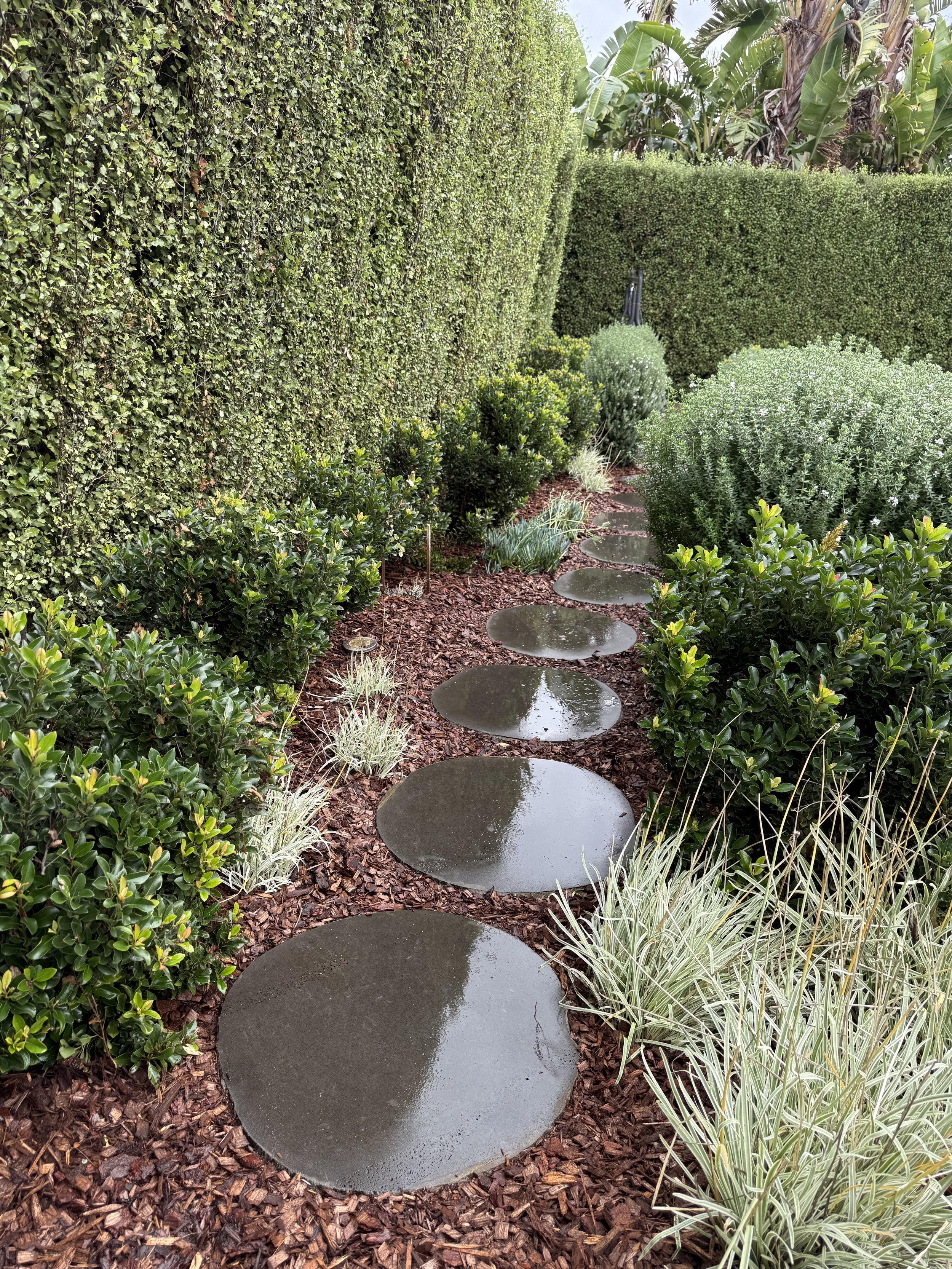 A garden pathway with large wet stepping stones surrounded by low shrubs, tall plants with white streaked leaves on the right, a textured green hedge wall on the left, and taller trees with banana-like leaves in the background.