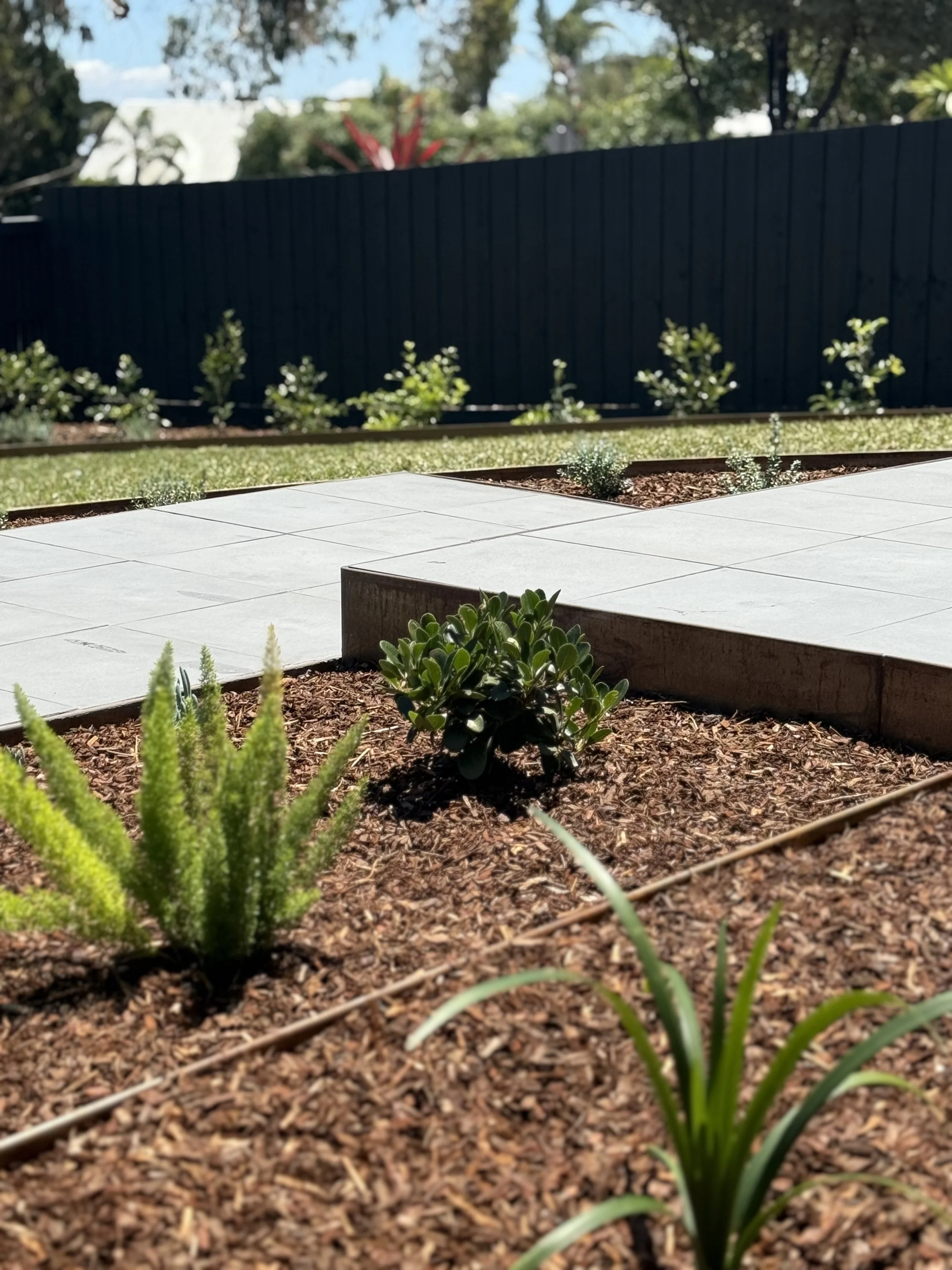 Close-up of a garden bed with small green plants, surrounded by mulch, and a patio with large tiles in the background.