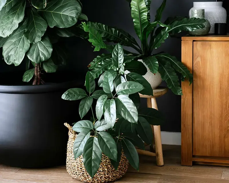 Indoor room with potted green houseplants, including a large leafy plant in a woven basket, on a wooden floor next to a wooden cabinet and small wooden stool.