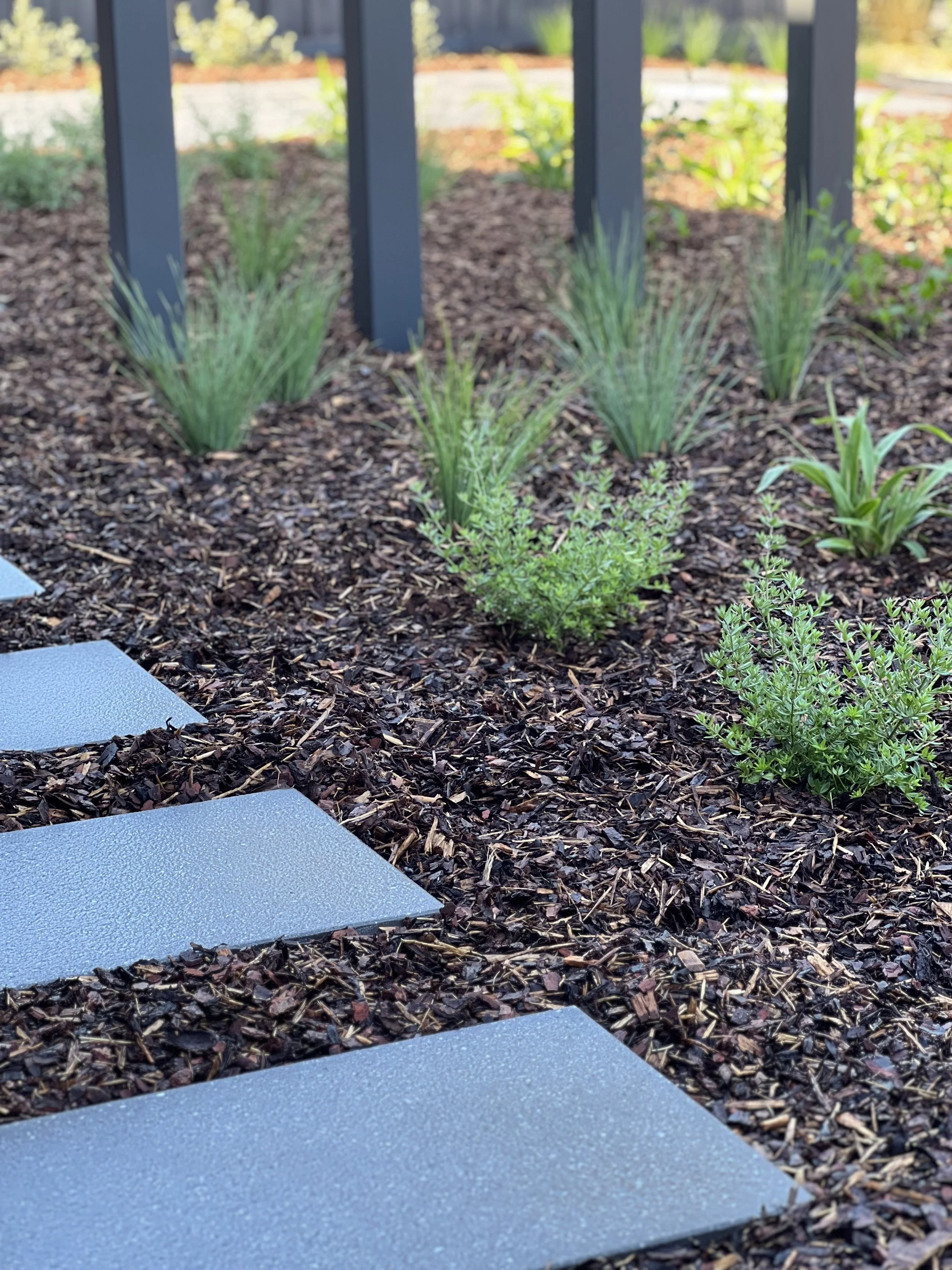 Close-up of a small garden with dark mulch, several green plants, and gray rectangular stepping stones, with a black fence and blurred plants in the background.