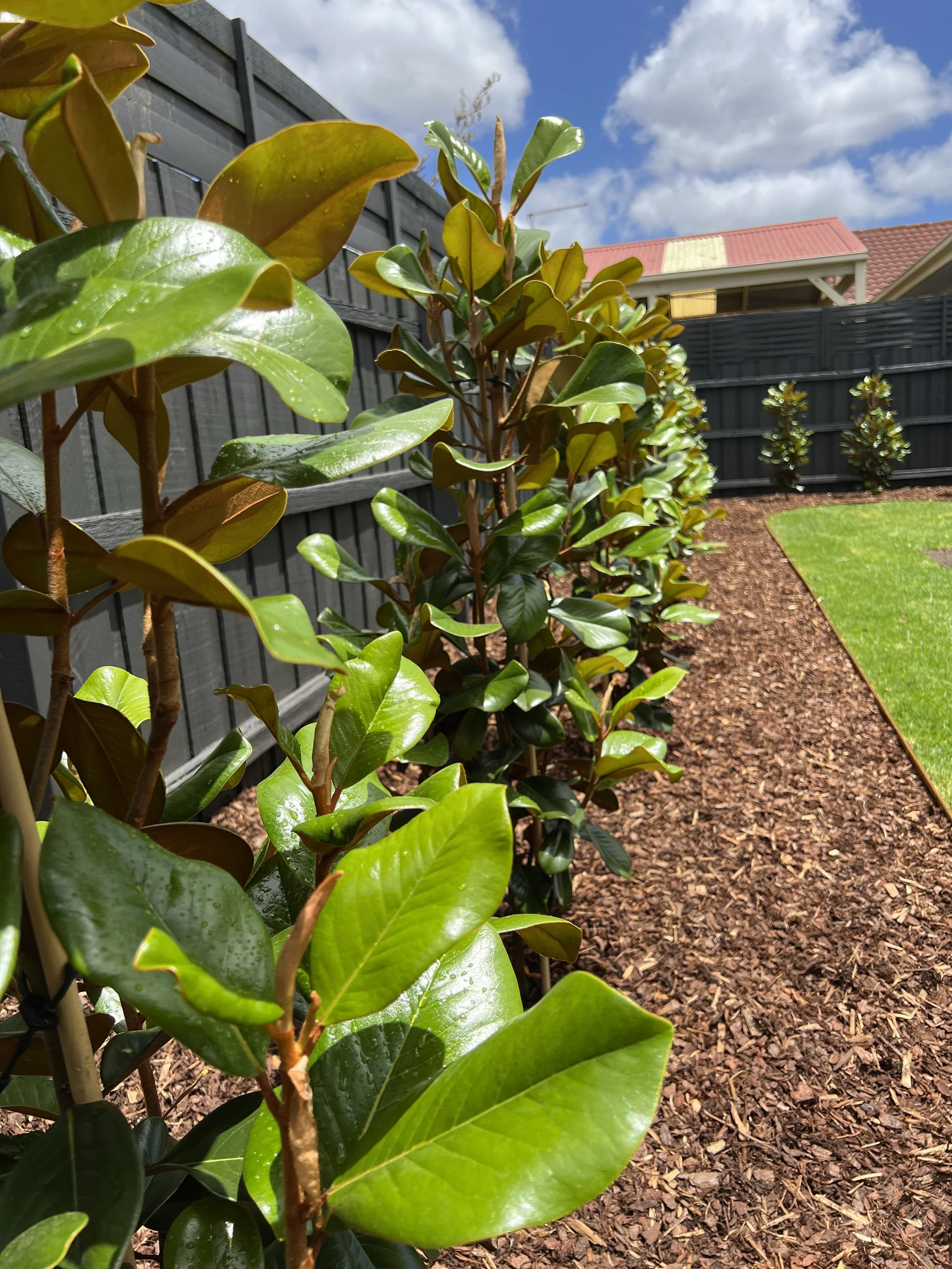 Close-up of green and yellow leaves on a shrub in a backyard, with a black fence and a partly cloudy sky in the background.