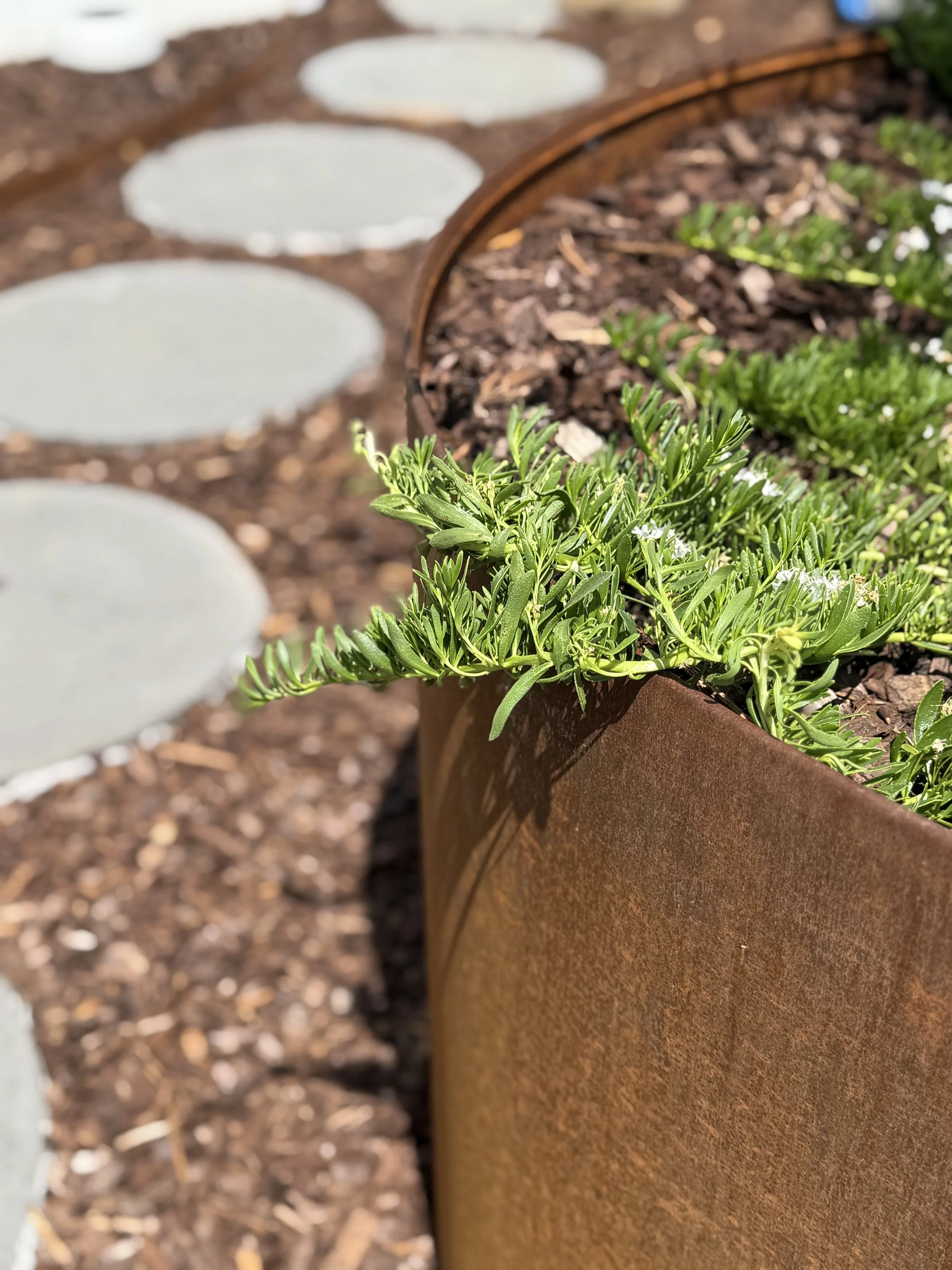 Close-up of a rusty metal container filled with soil and green plants, with white circular stepping stones in the background on a garden path.
