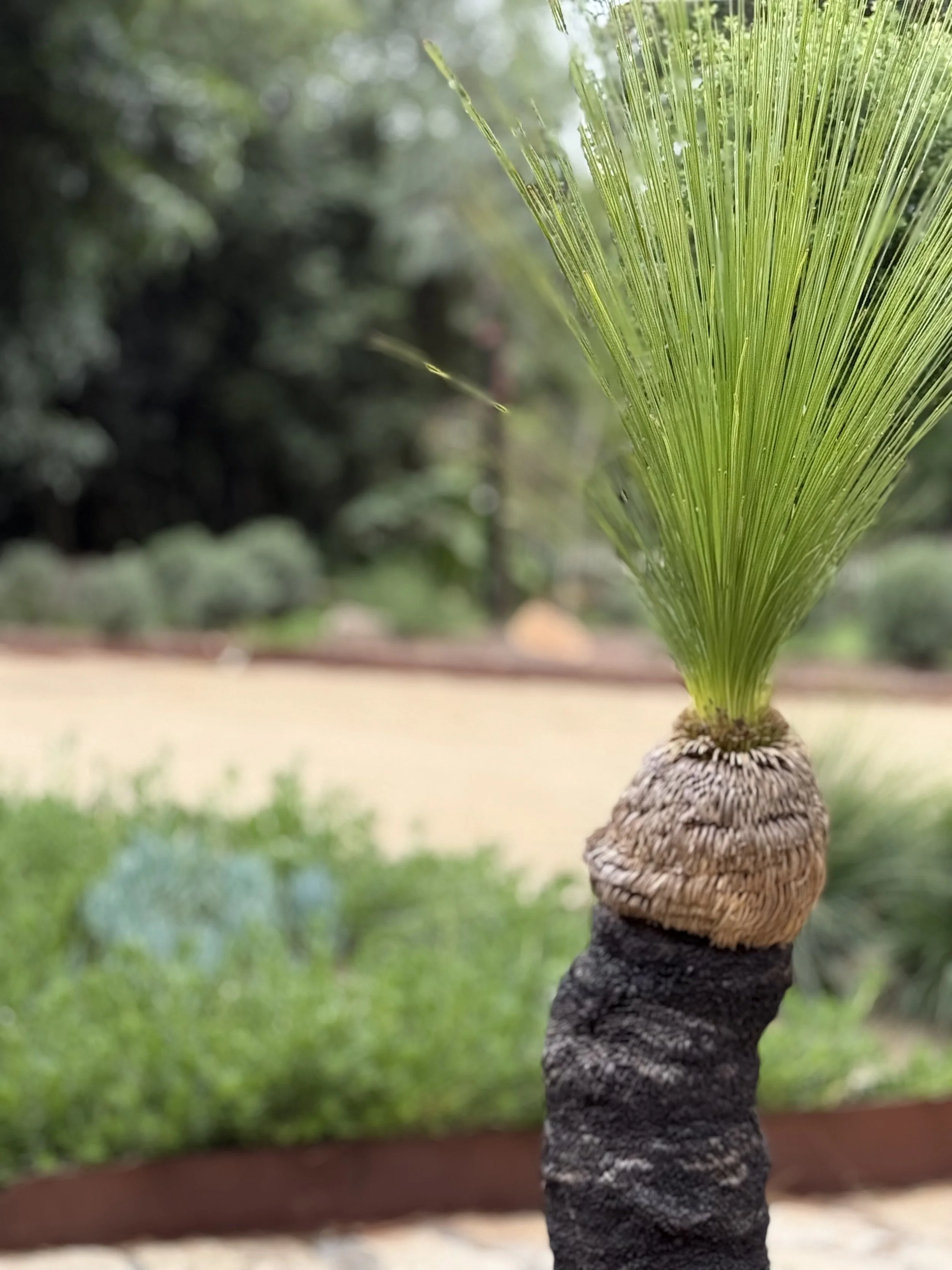 Close-up of a palm tree trunk with long green fronds extending outward, set against a blurred natural background.