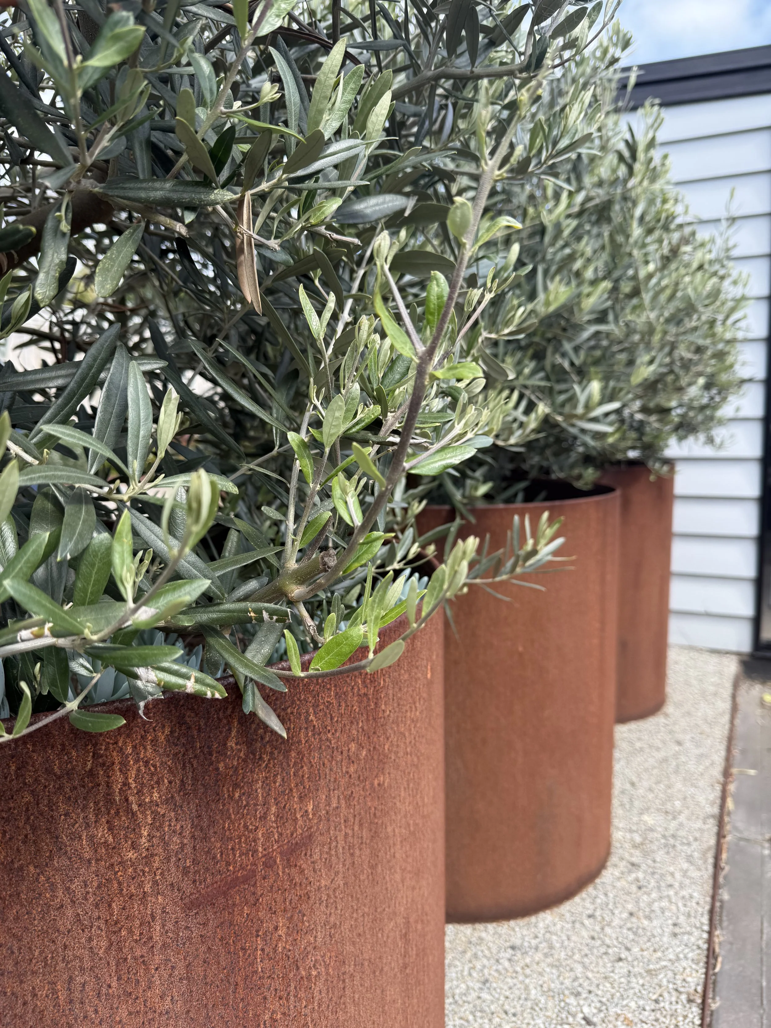 Close-up of several large terracotta plant pots filled with green leafy plants, placed outdoors on a gravel surface next to a building with white siding.