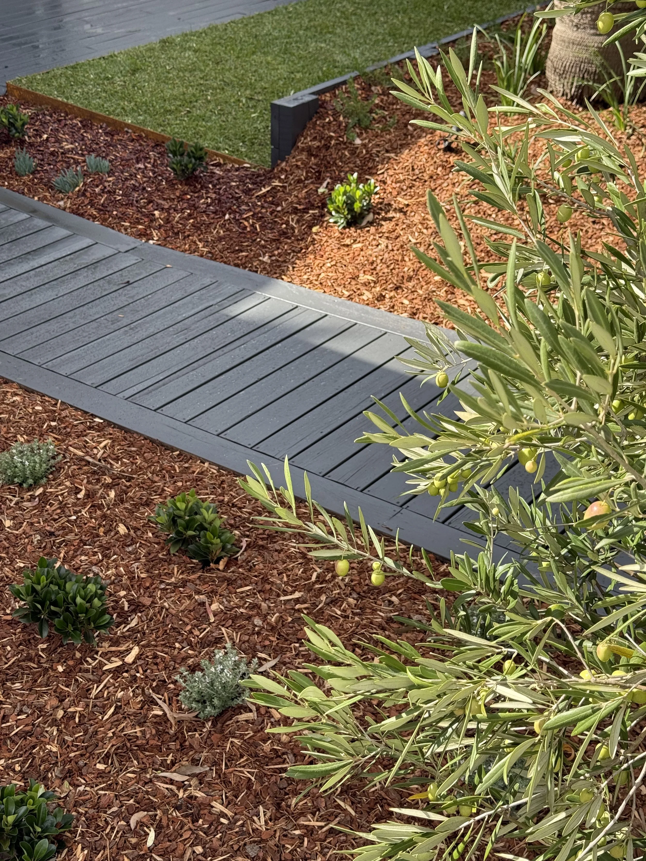 A landscaped garden with a wooden pathway, mulched soil, small green plants, and olive tree branches with green olives.