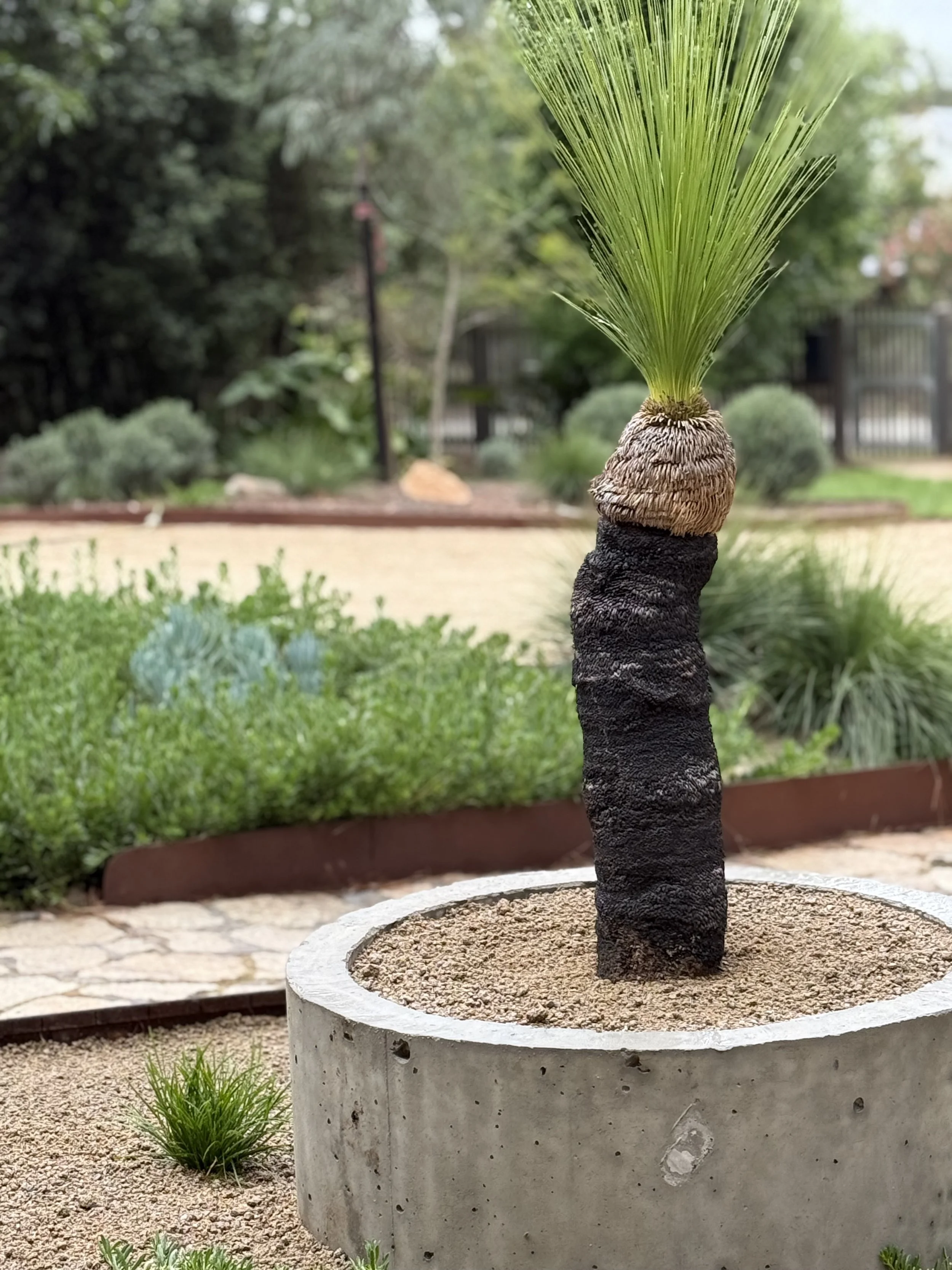 A planted palm tree in a round concrete planter in a garden with green bushes and trees in the background.