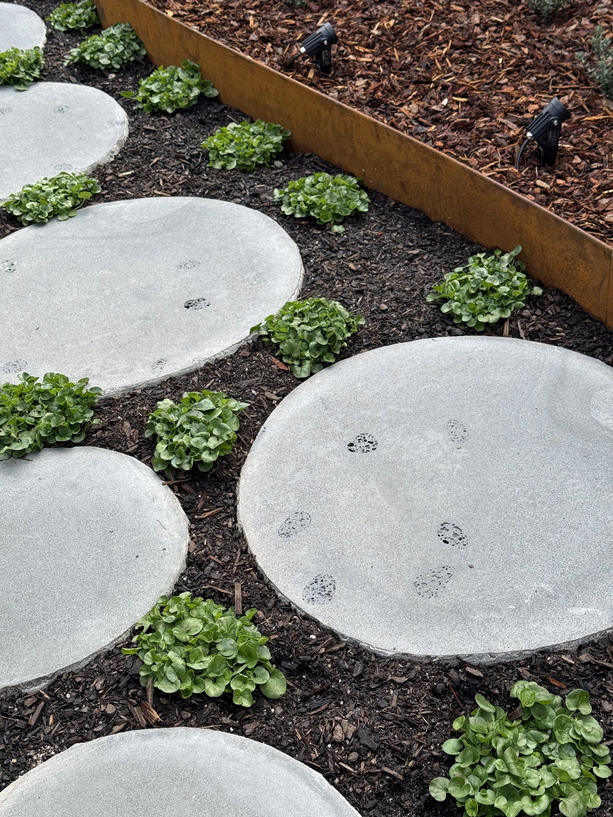Pathway with large circular concrete stepping stones, surrounded by small green plants, and a rust-colored metal border separating the garden bed filled with mulch.