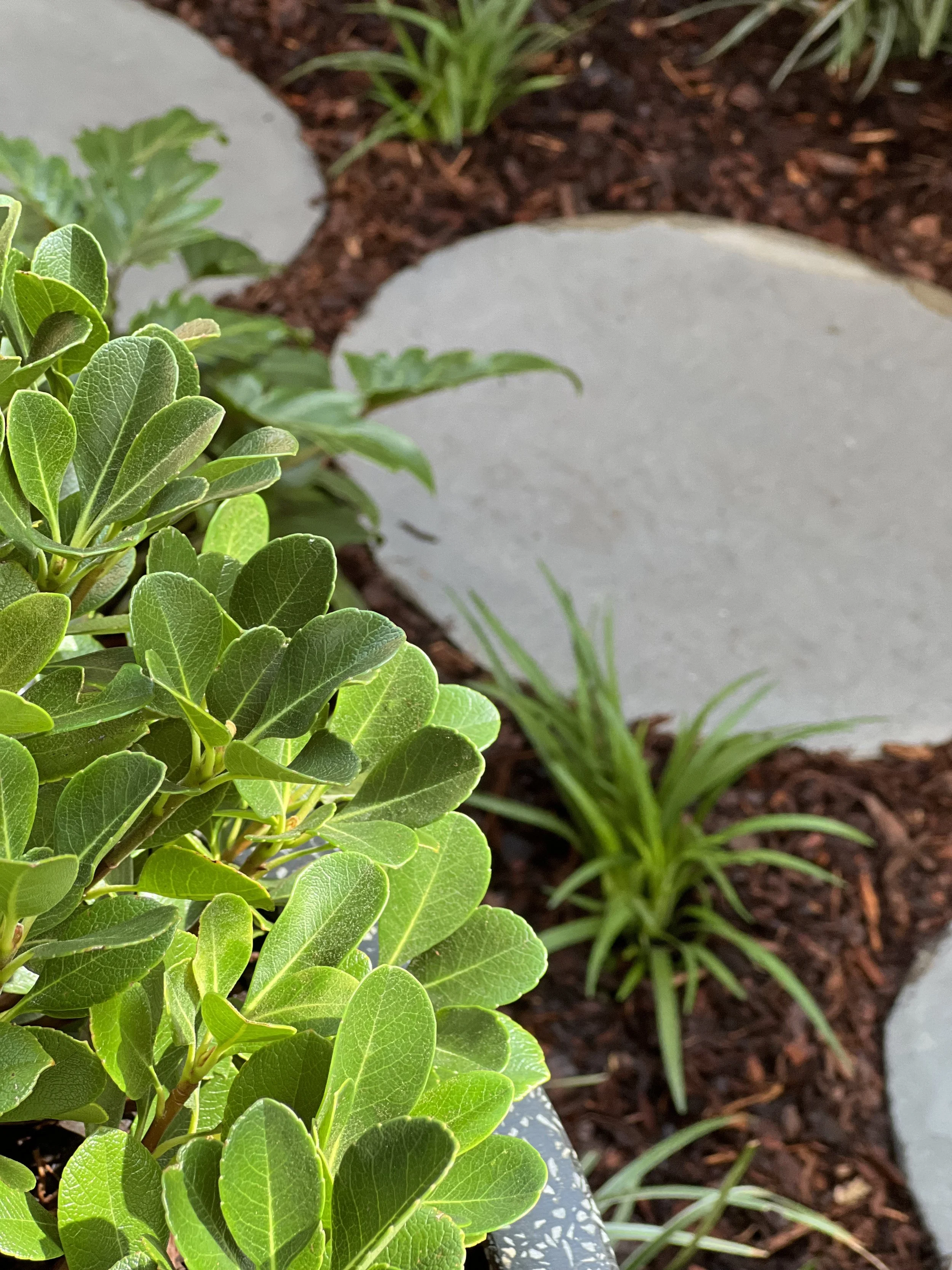 Close-up of green plants with oval leaves growing in a garden bed with dark soil and gray edging.