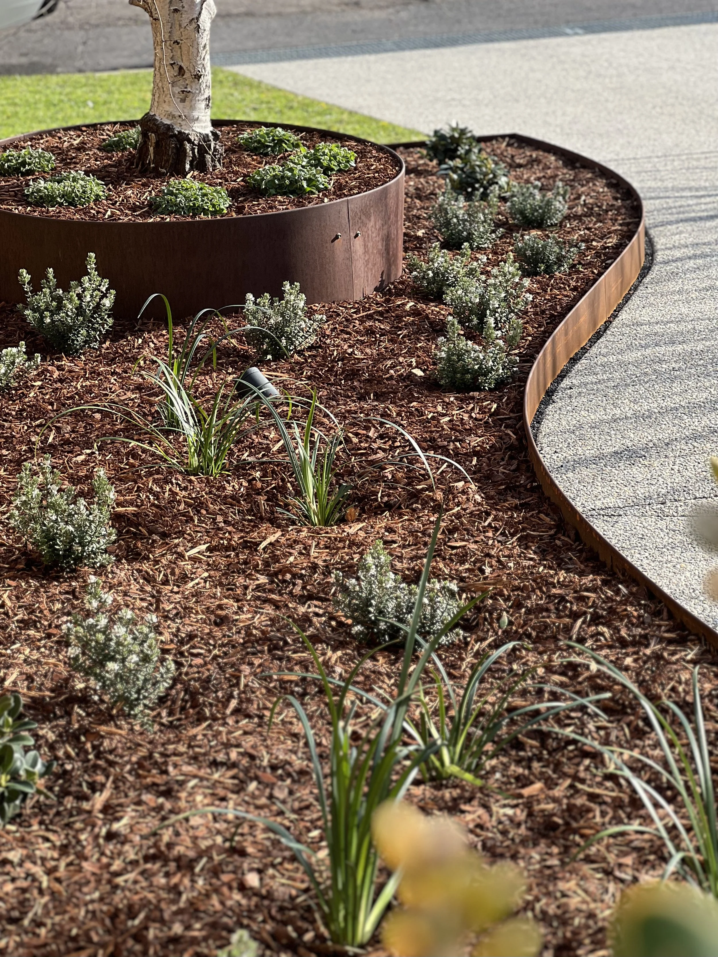 Close-up of a garden bed with mulch, small green plants, and a tree in a large round planter, alongside a concrete sidewalk.