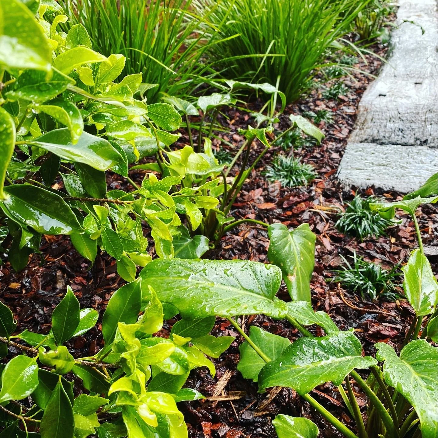 Various green plants growing along a garden bed with mulch, bordered by a stone walkway.
