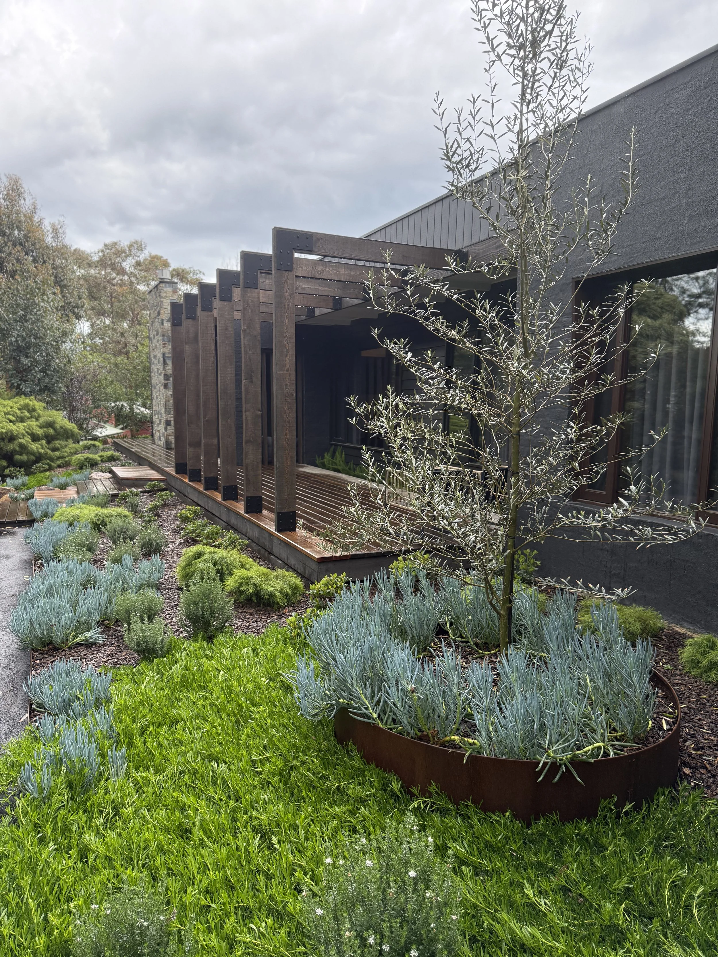 A modern house with a wooden balcony and large window, surrounded by a lush garden with various green plants and a young olive tree.