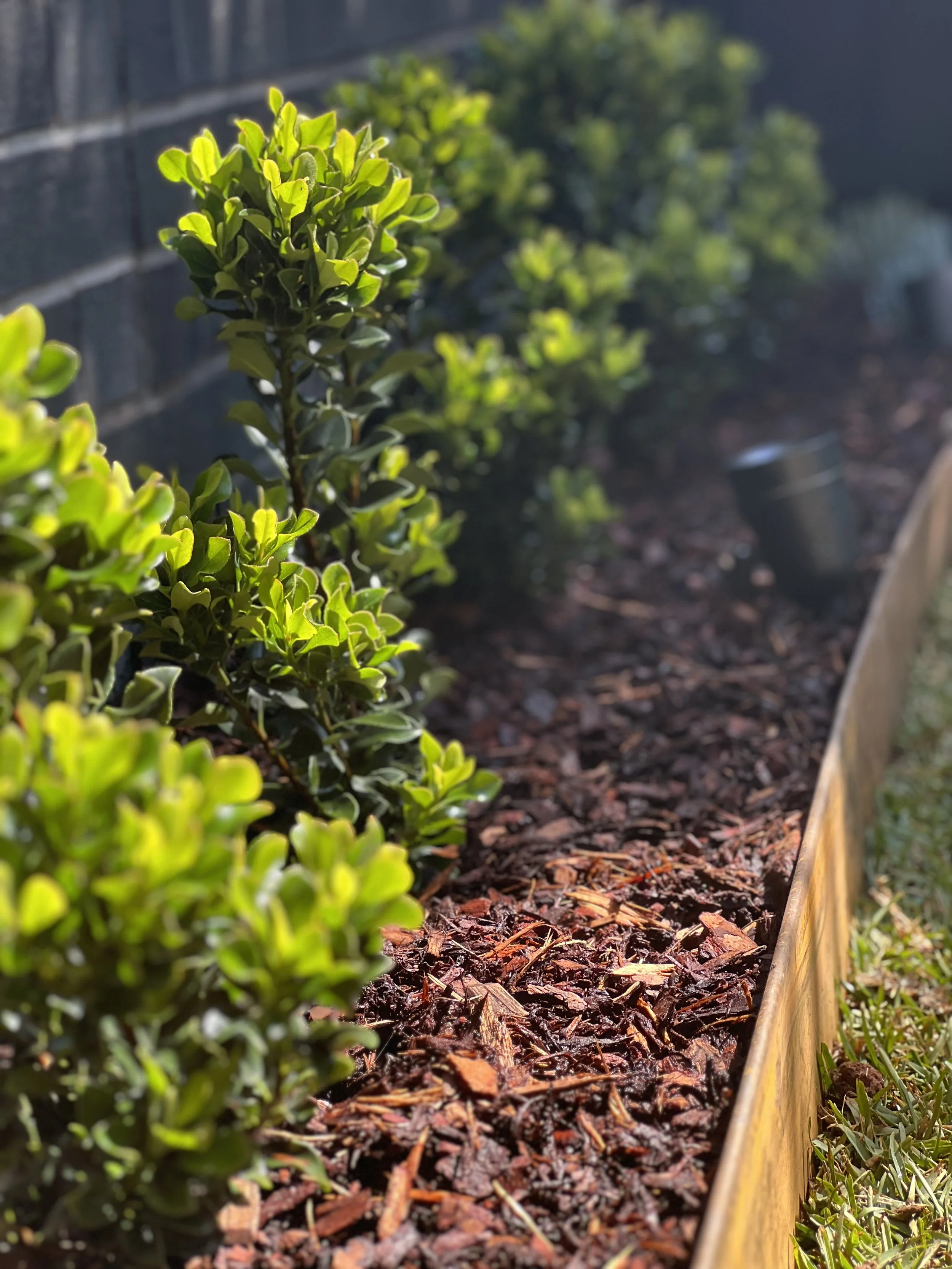 Close-up of a garden bed with green shrubbery on the left and a wooden border on the right filled with dark mulch, in sunlight.