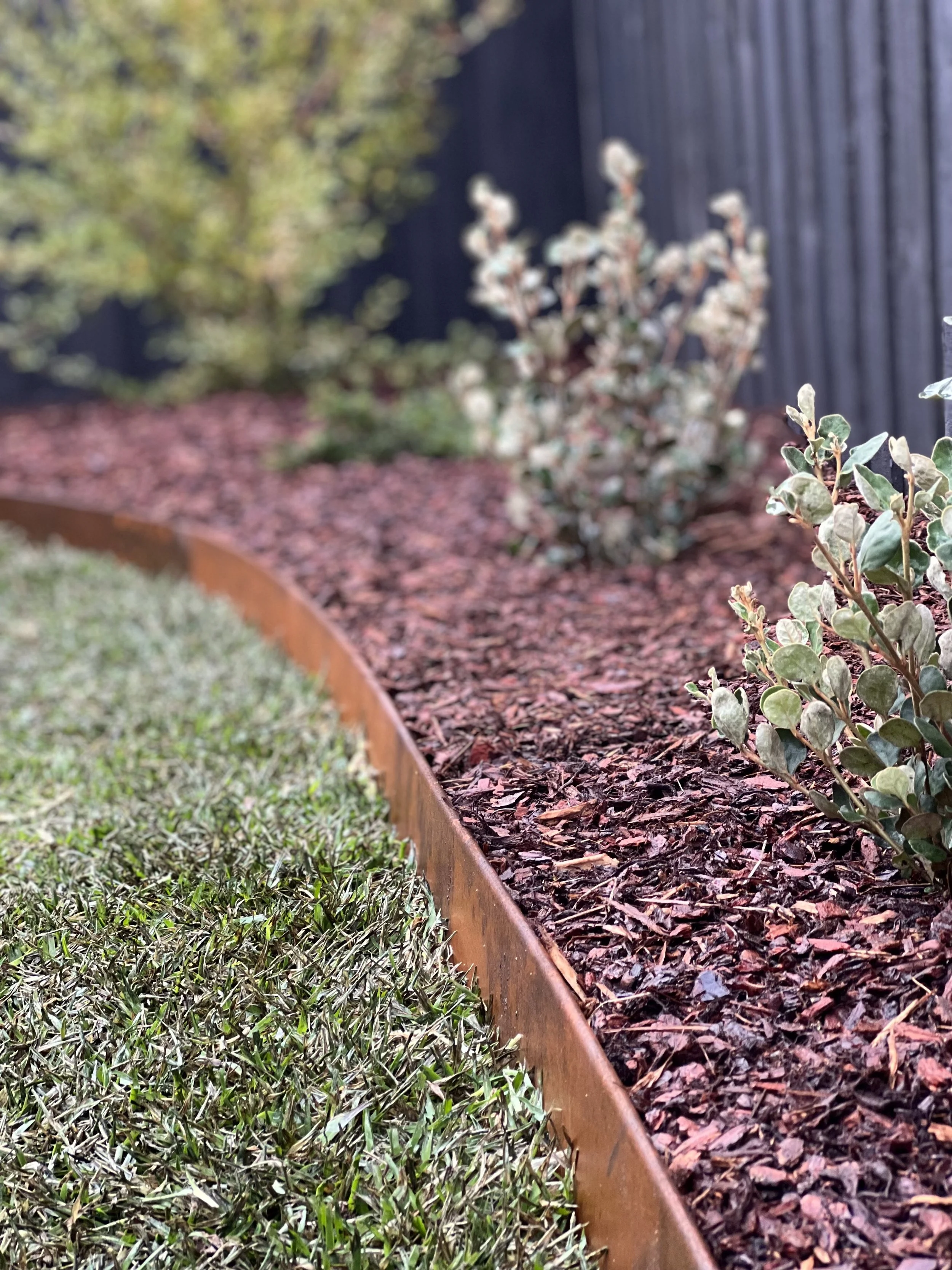 A garden bed with a curved wooden border, filled with mulch and featuring green and variegated plants. In the background, a black fence and some trees are visible.