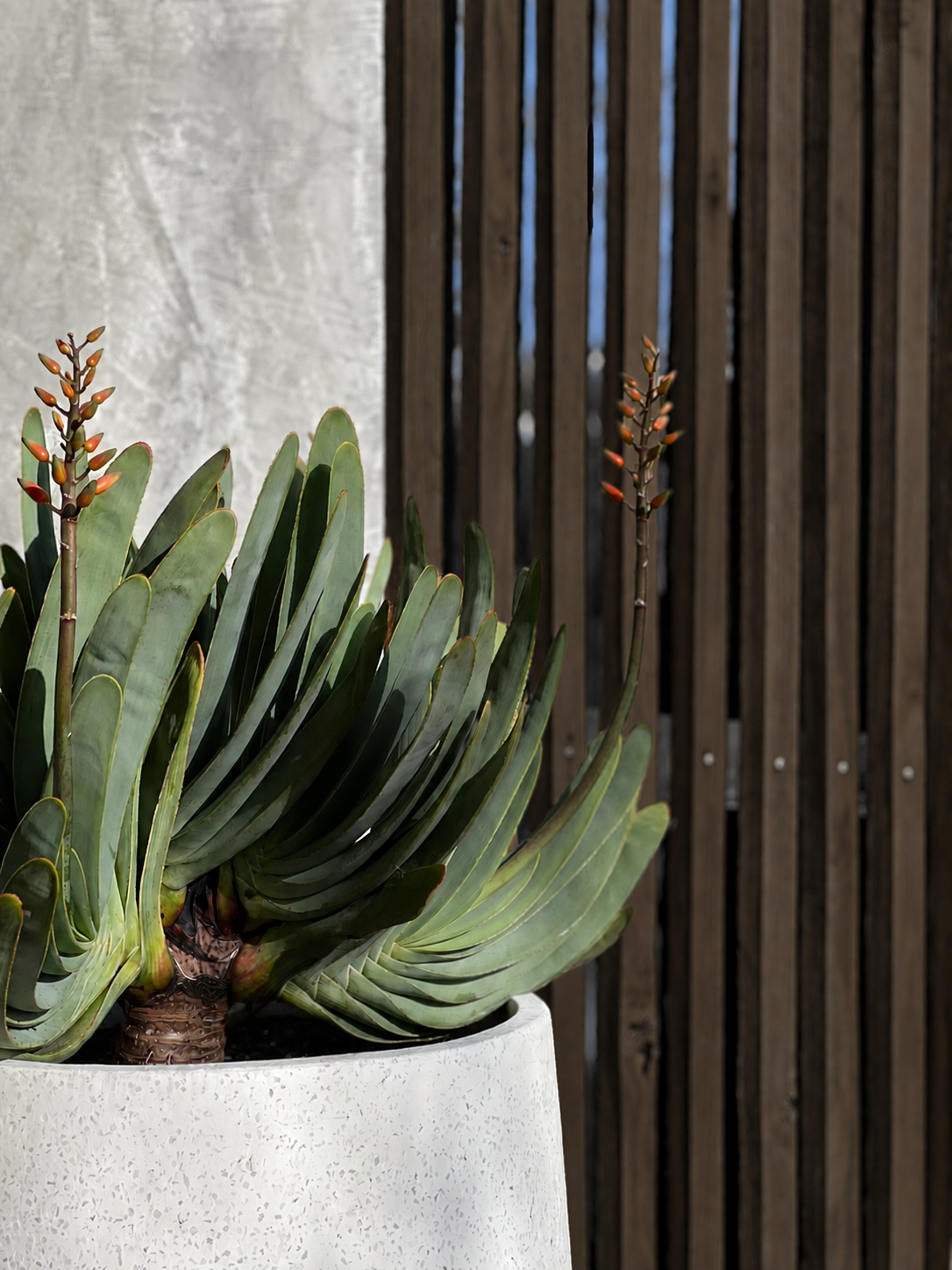 A large potted succulent plant with broad, green, fleshy leaves, and tall flower stalks with small buds, placed against a background of a concrete wall and a vertical wooden slat fence.
