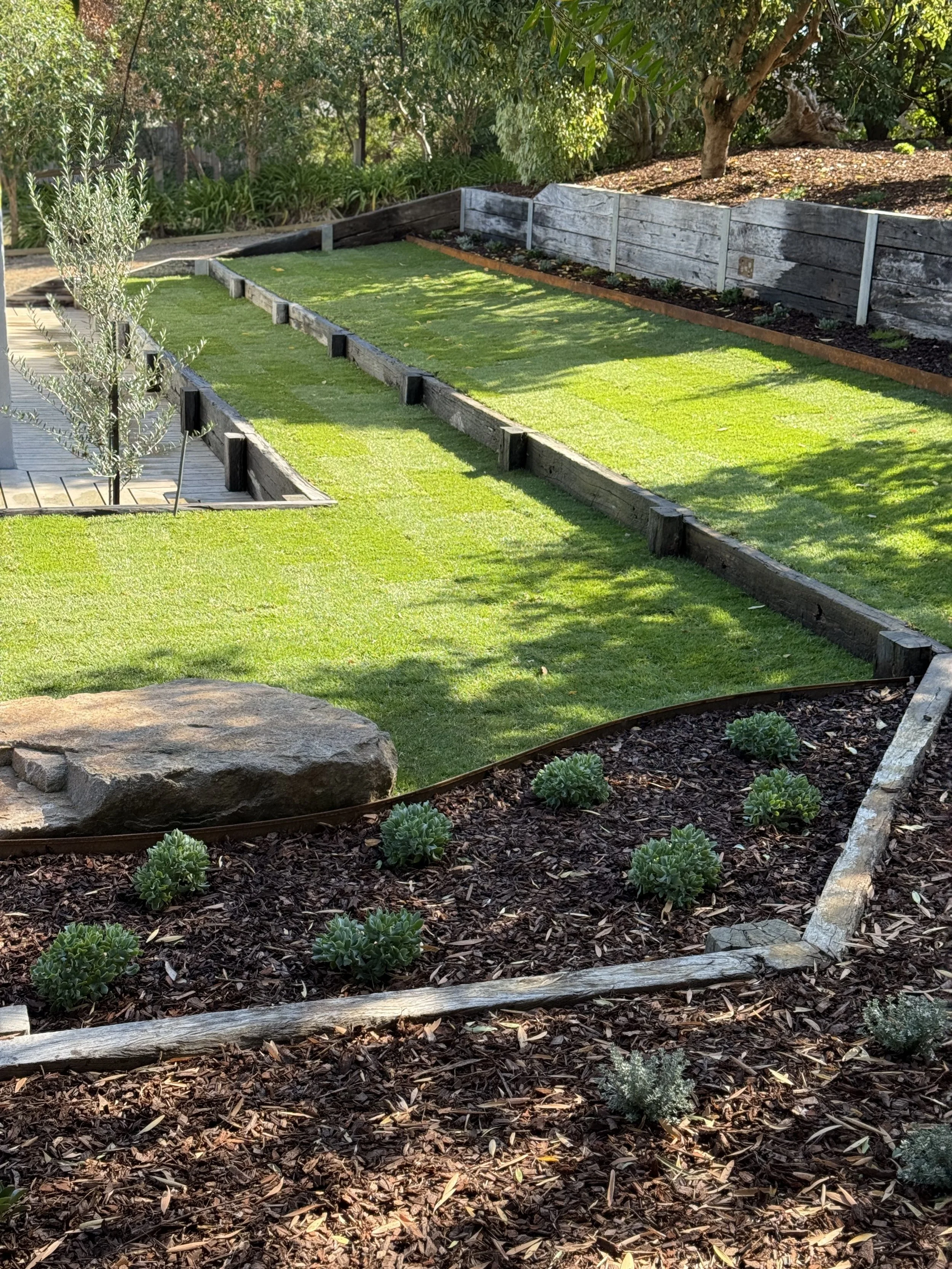 A backyard garden with a patch of fresh grass, surrounded by landscaping with small shrubs, mulch, wooden borders, and trees.