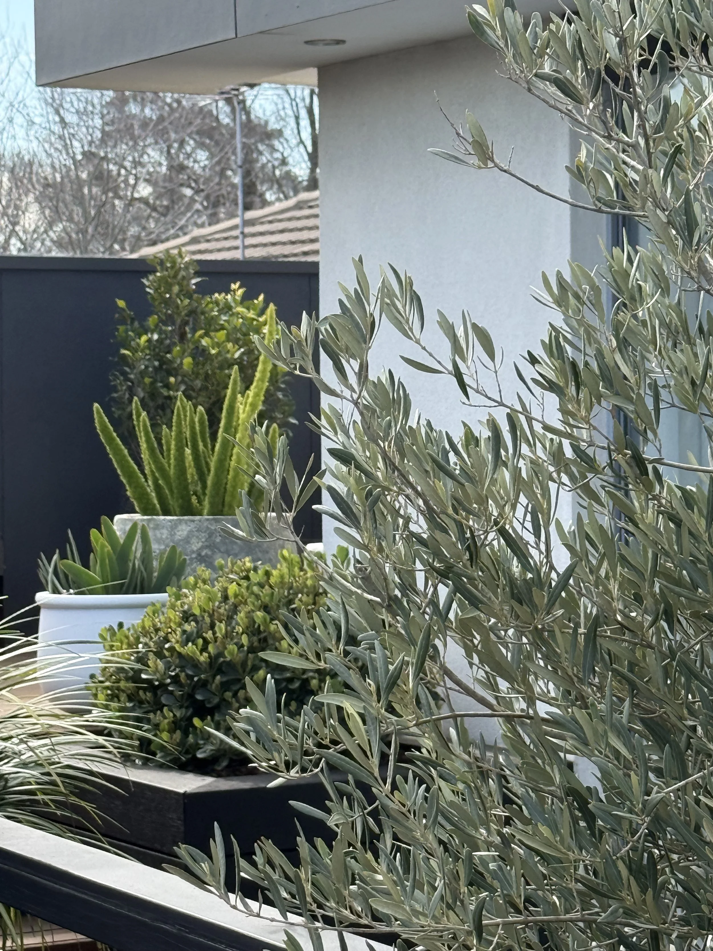 Outdoor balcony with various potted plants, including a succulent and an olive tree, against a modern building with a grey wall and window.