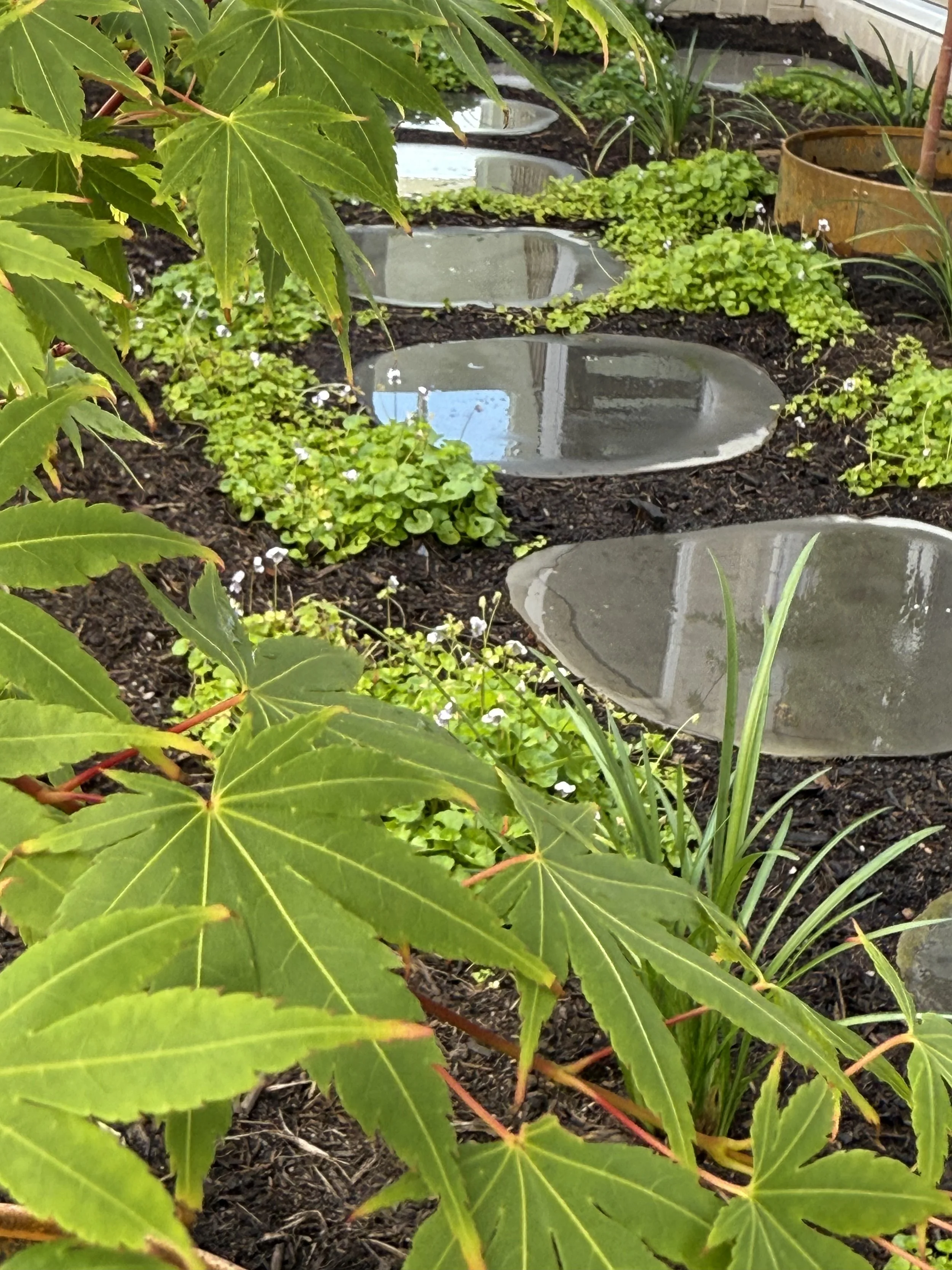 Garden with stepping stones, various green plants, and soil and mulch.