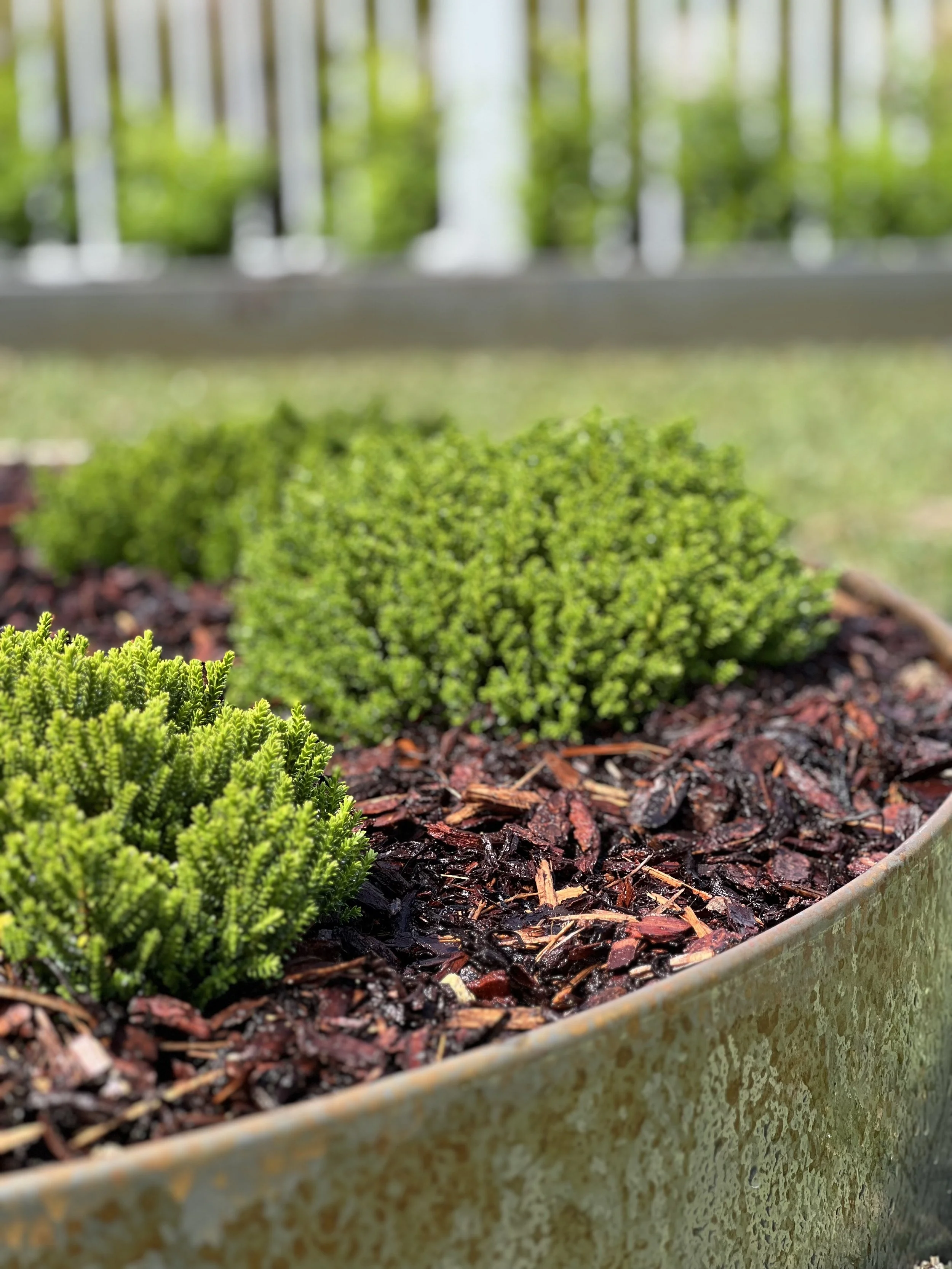 Close-up of a weathered metal planter with green moss and small green bushes, soil, and mulch inside, with a blurred background of a porch or deck railing and greenery.