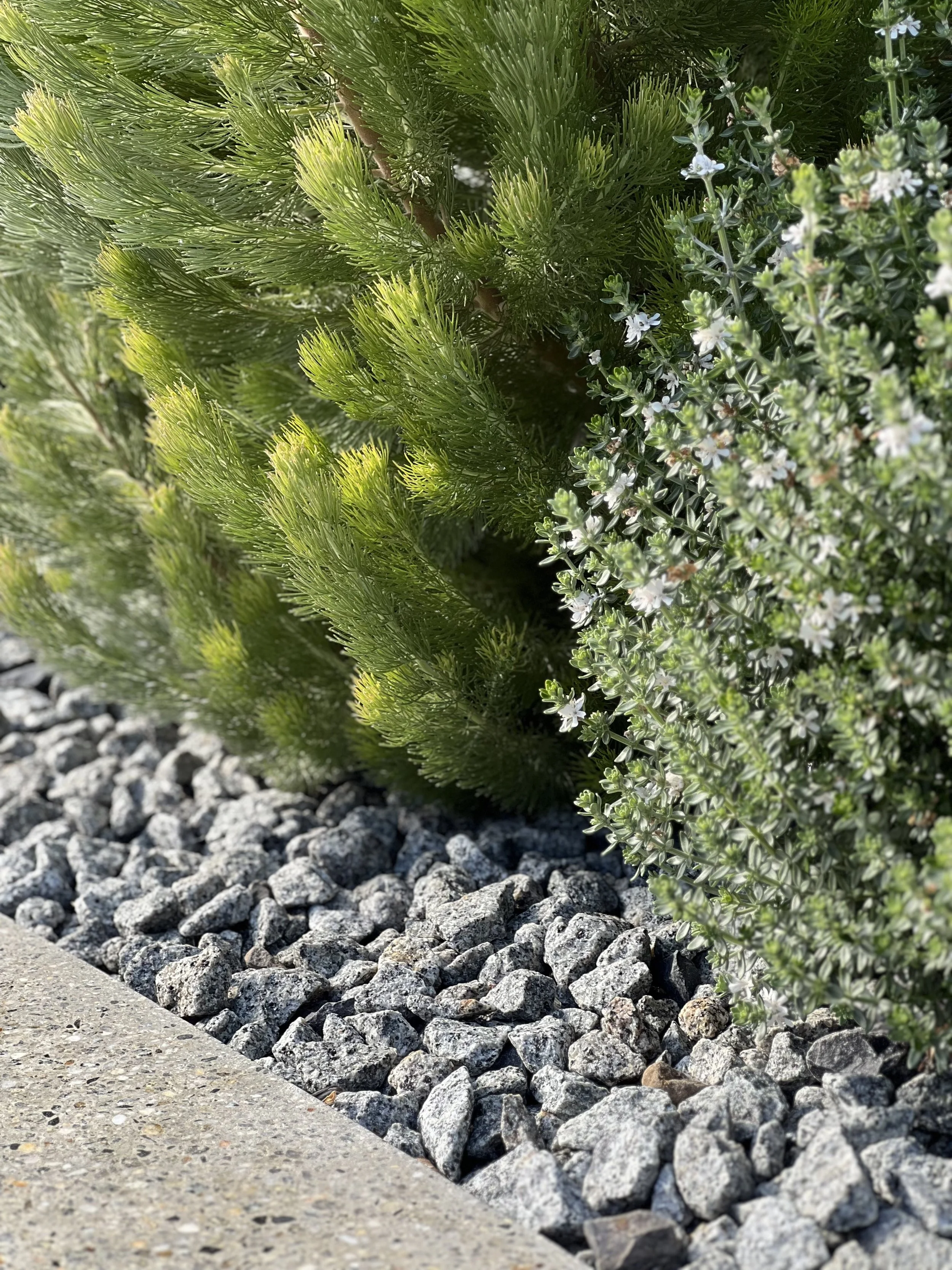 Close-up of a garden bed with green coniferous shrubs, small white flowers, gray rocks, and a concrete edge.