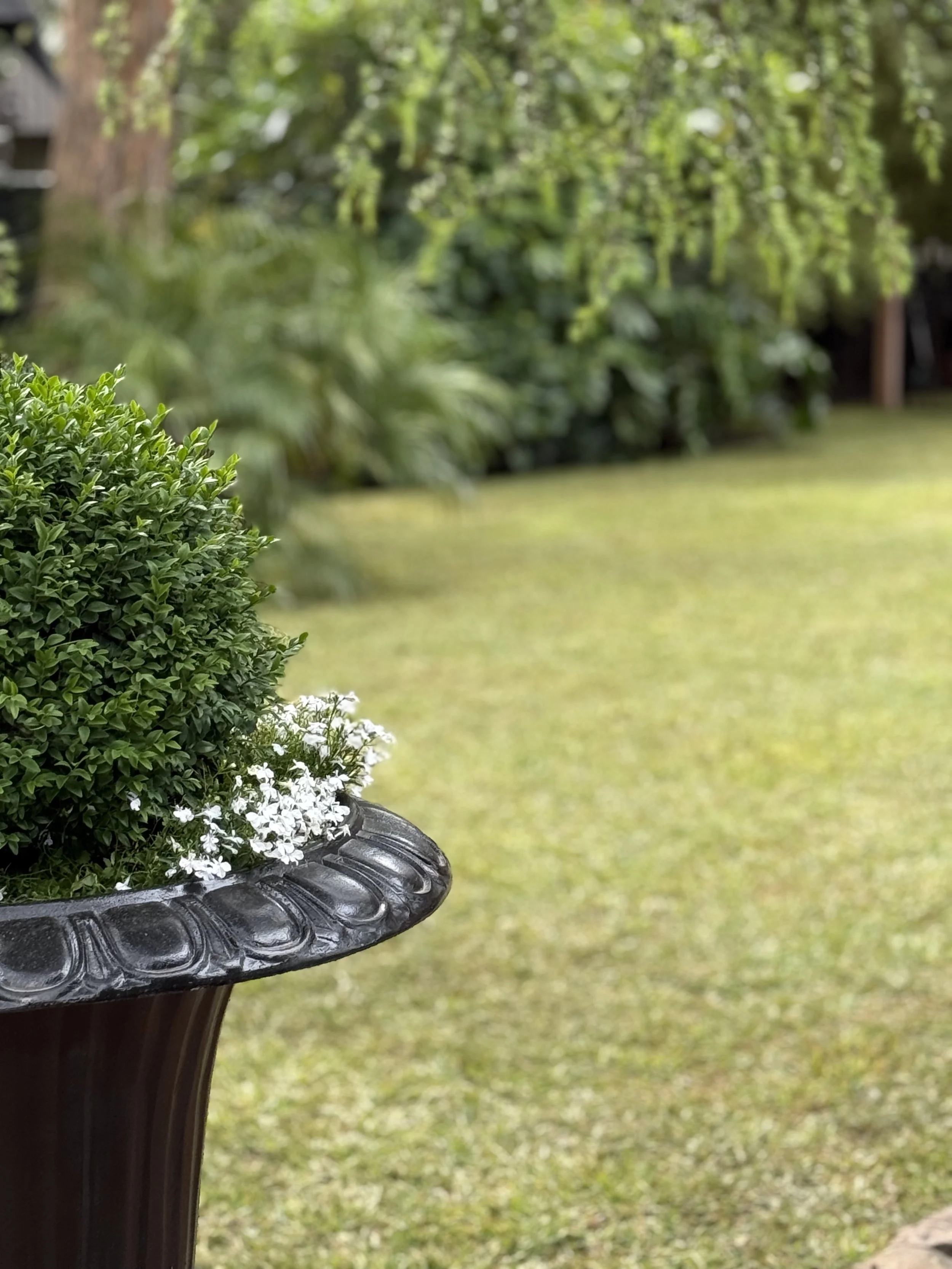Close-up of a decorative black ceramic garden urn with green and white flowering plants on a lawn with a blurred green garden background.