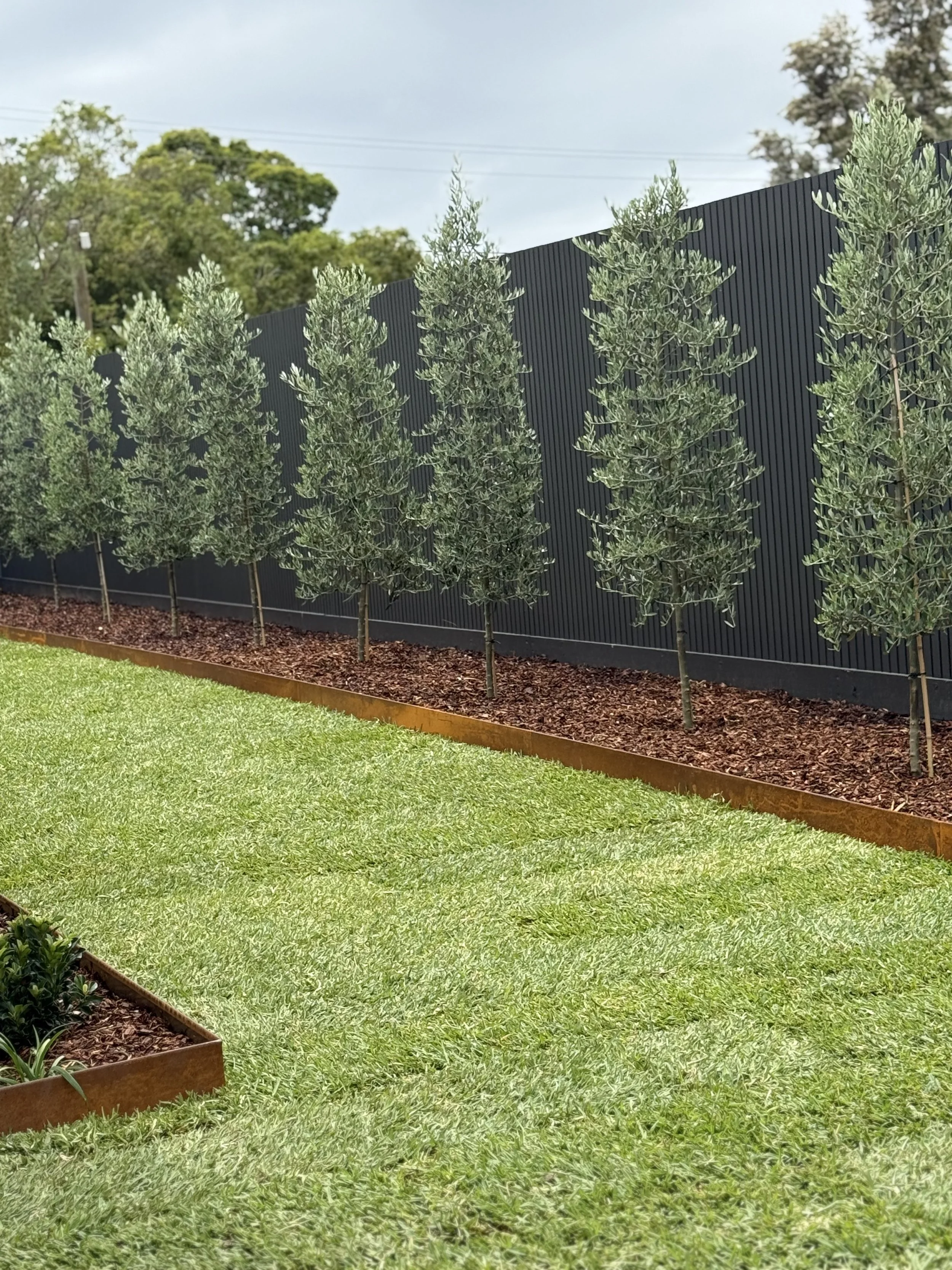 A backyard with a lawn, a black metal fence, and several small trees planted in mulch beds.