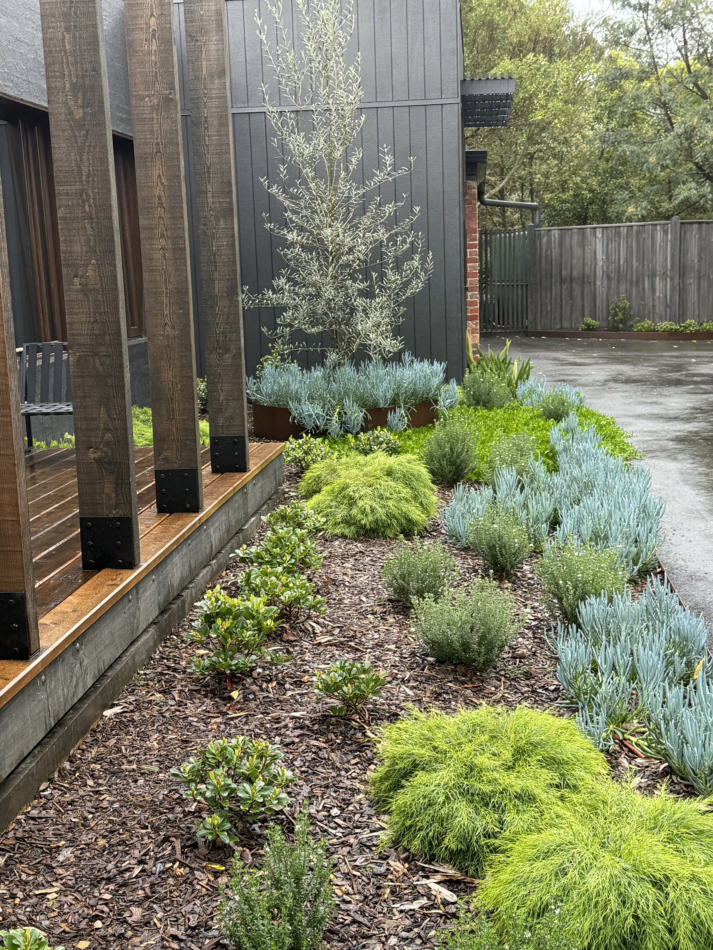 A garden with a variety of green and silver plants, including a young tree, low shrubs, and ground cover, adjacent to a wooden deck with vertical wooden slats, against a backdrop of a gray building and a wooden fence, with trees in the background.
