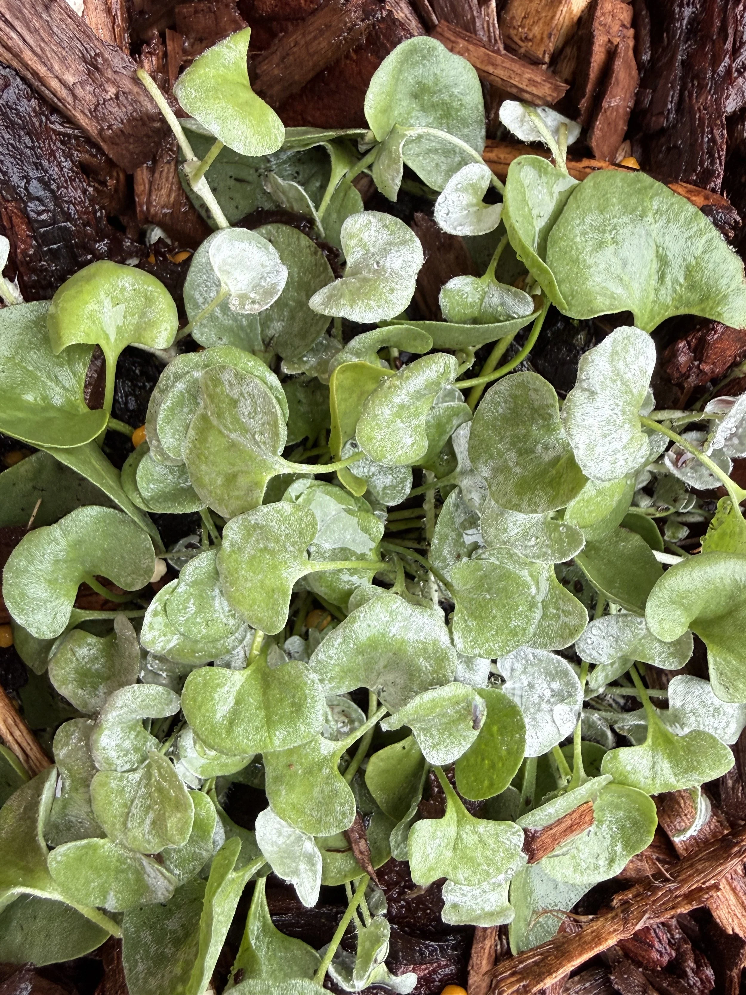 Close-up photo of green and white variegated ivy leaves growing among brown bark and wood chips.