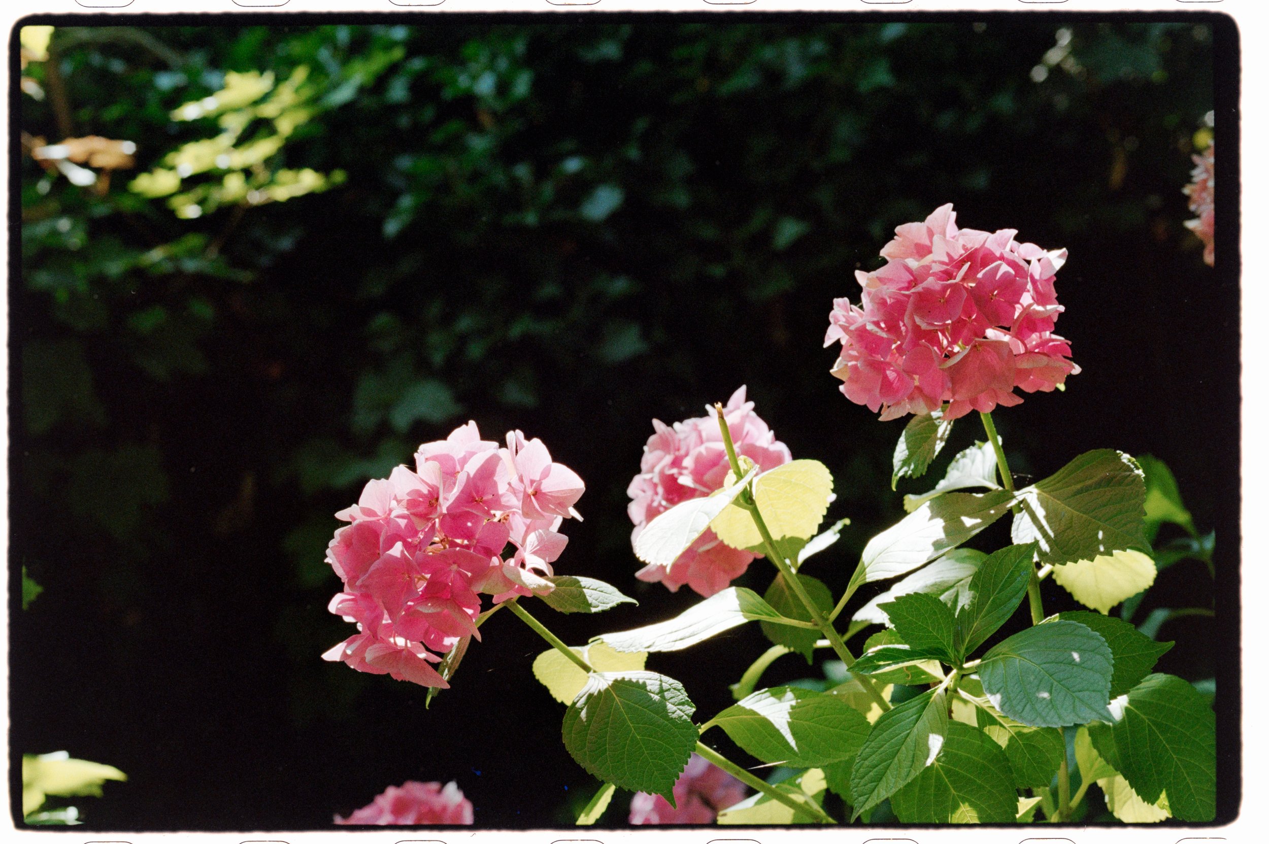 Wild Flowers in Fort Langley, captured by Nikon F90X with AF 50mm f1.8, Kodak Kodacolor 200