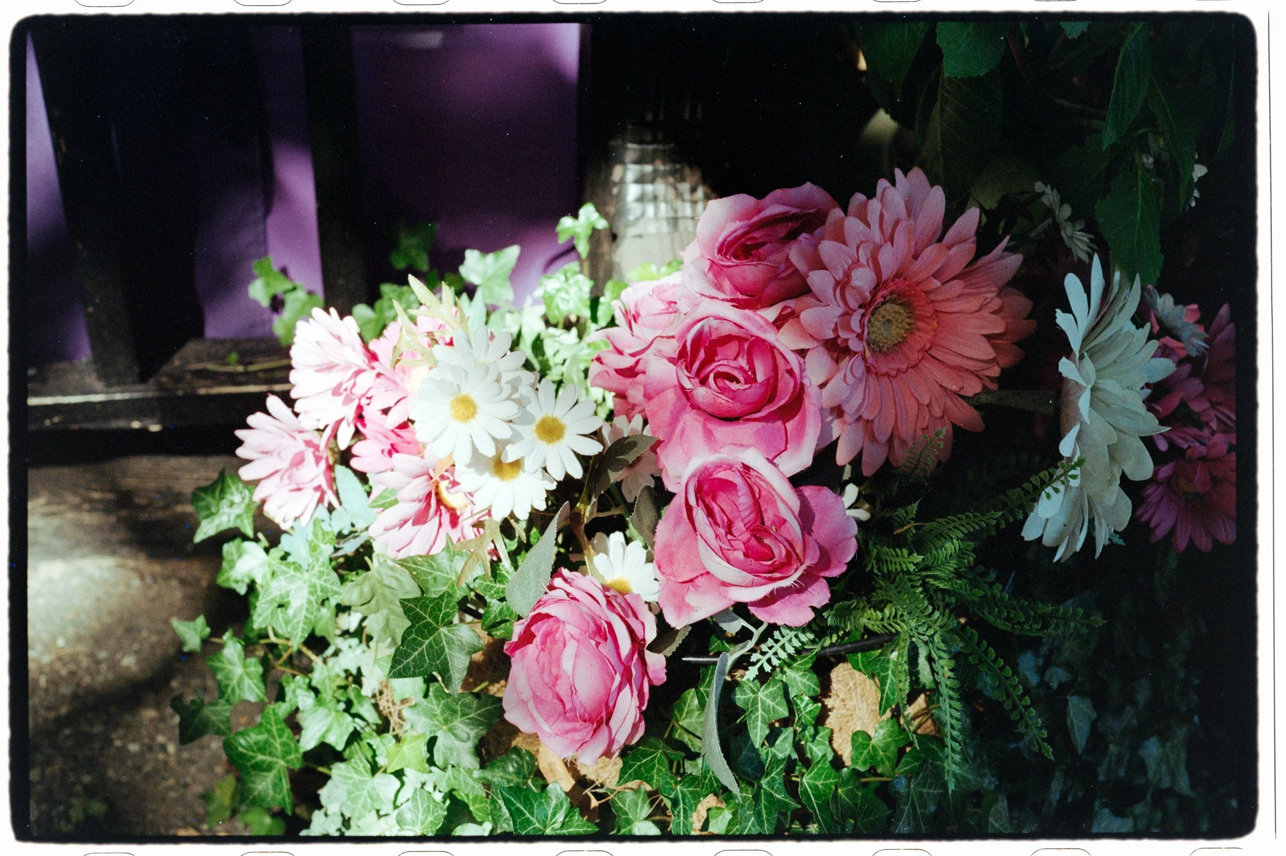 Wild Flowers in Fort Langley, captured by Nikon F90X with AF 50mm f1.8, Kodak Kodacolor 200