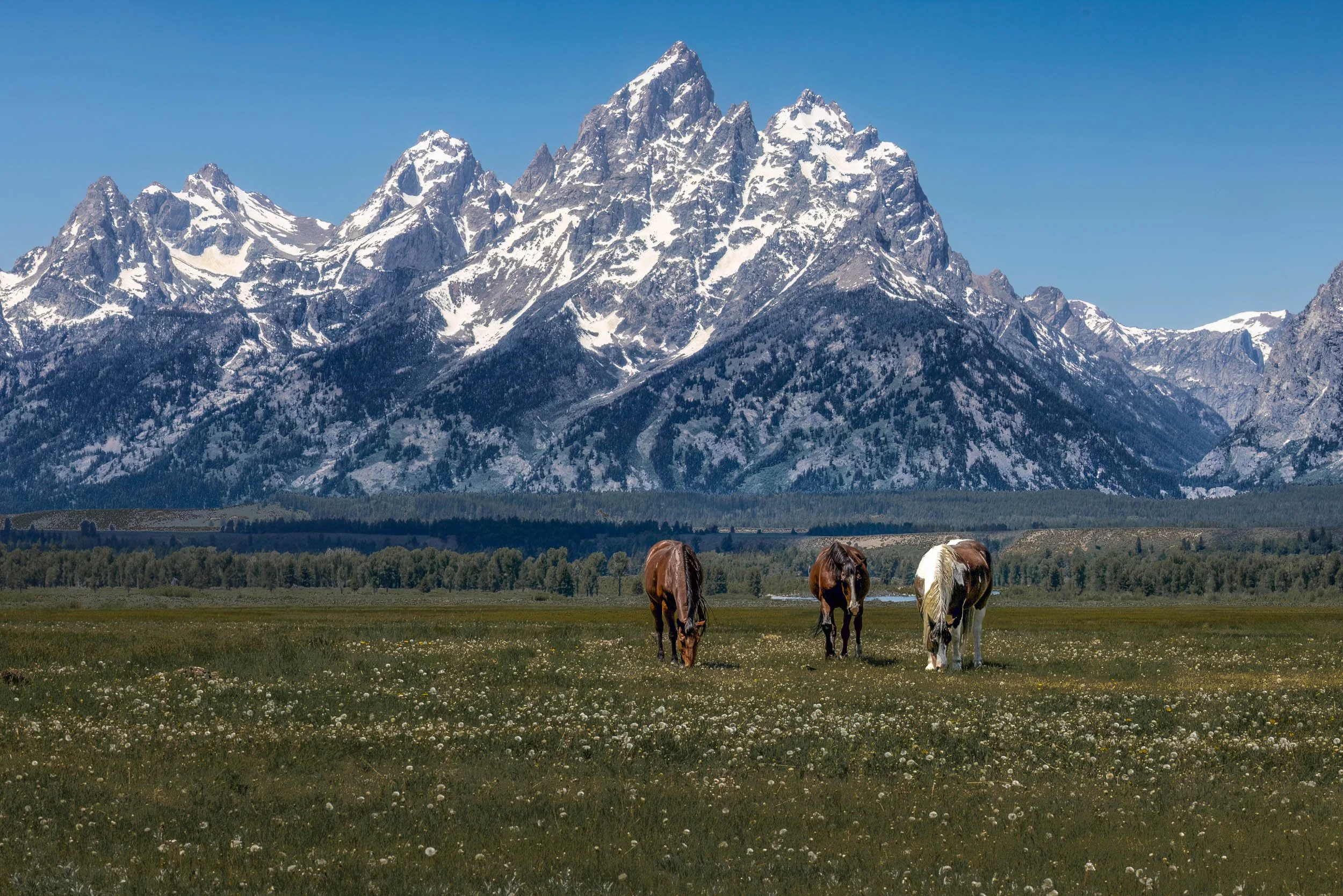 Grazing in the Shadow of Giants