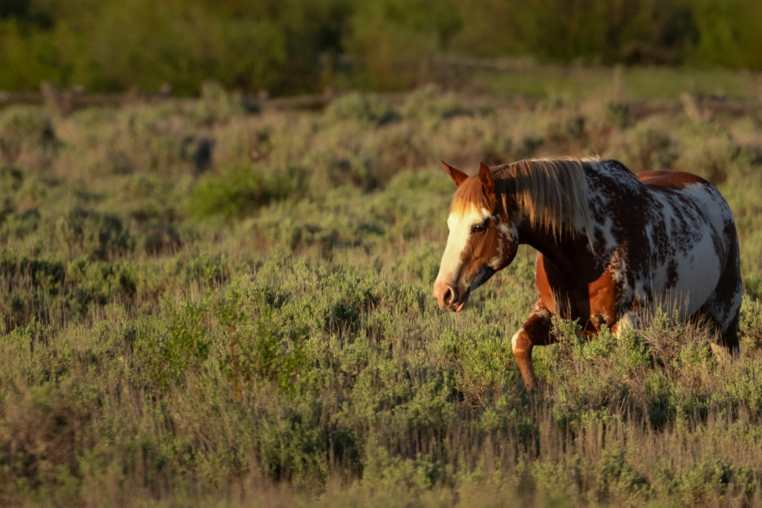 Lonesome Wanderer