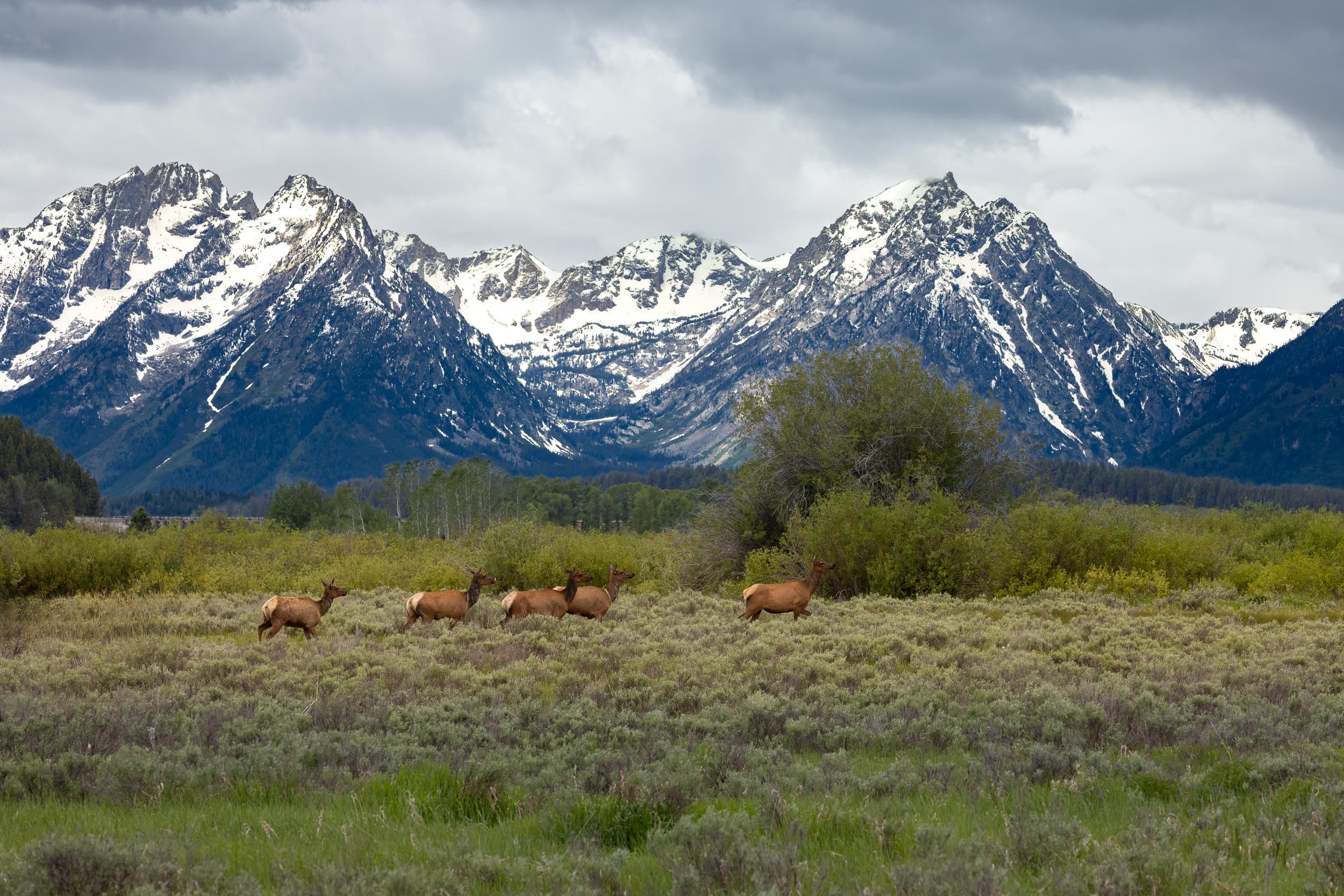 Crossing at the Tetons