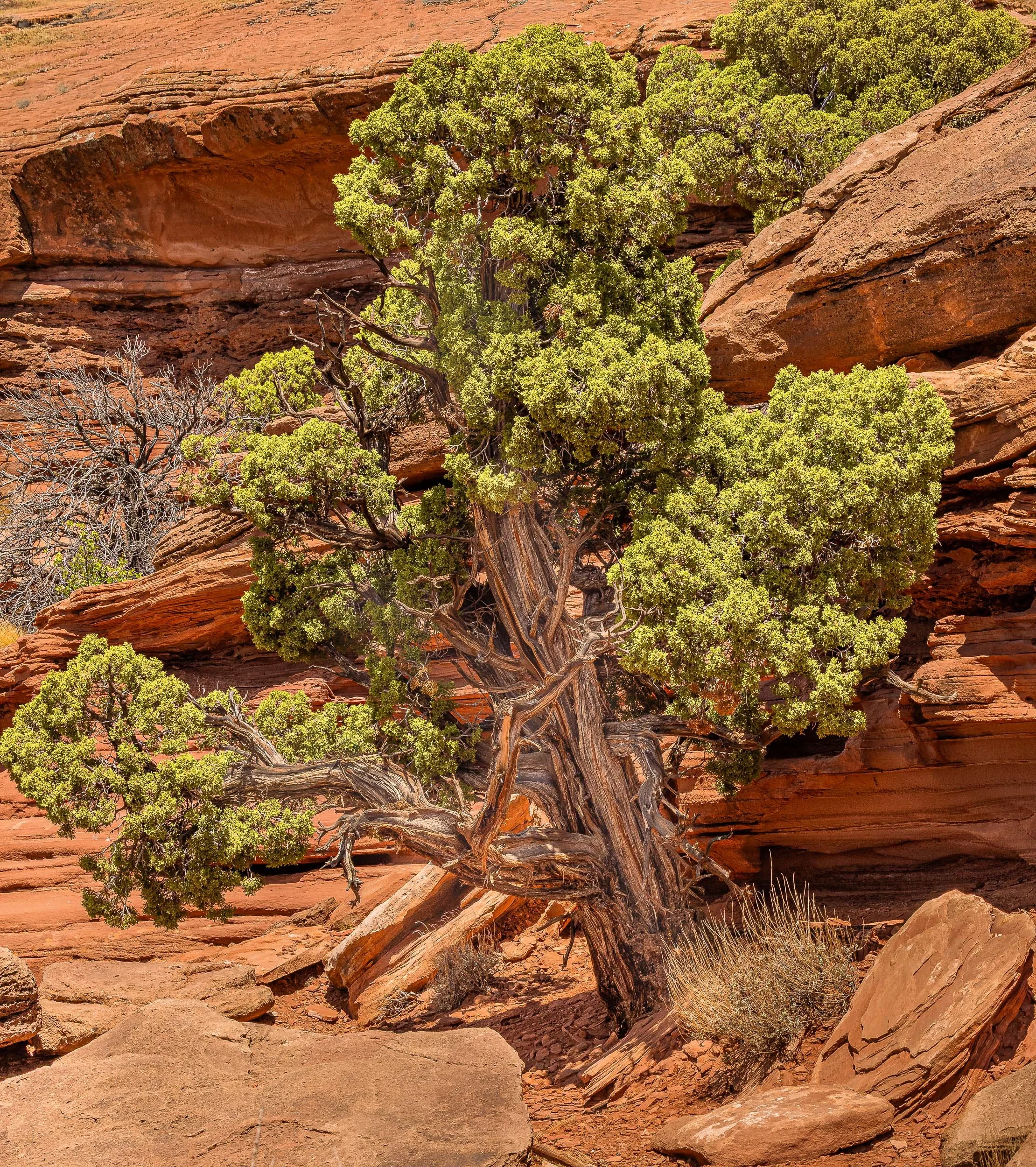 A desert landscape with red rocks and a green shrub growing among the rocks.