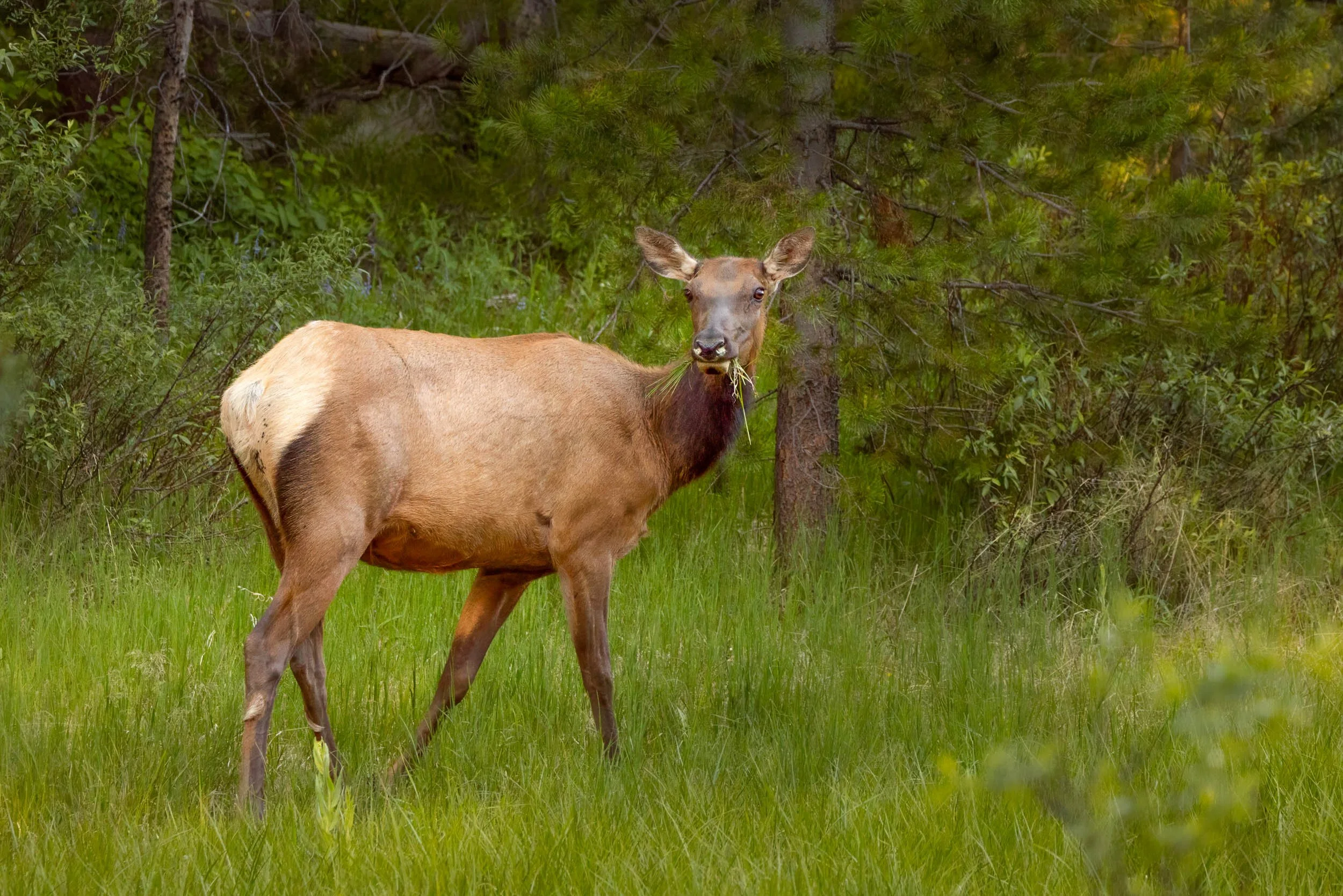 A young elk with light brown fur standing on green grass among trees, holding grass in its mouth.