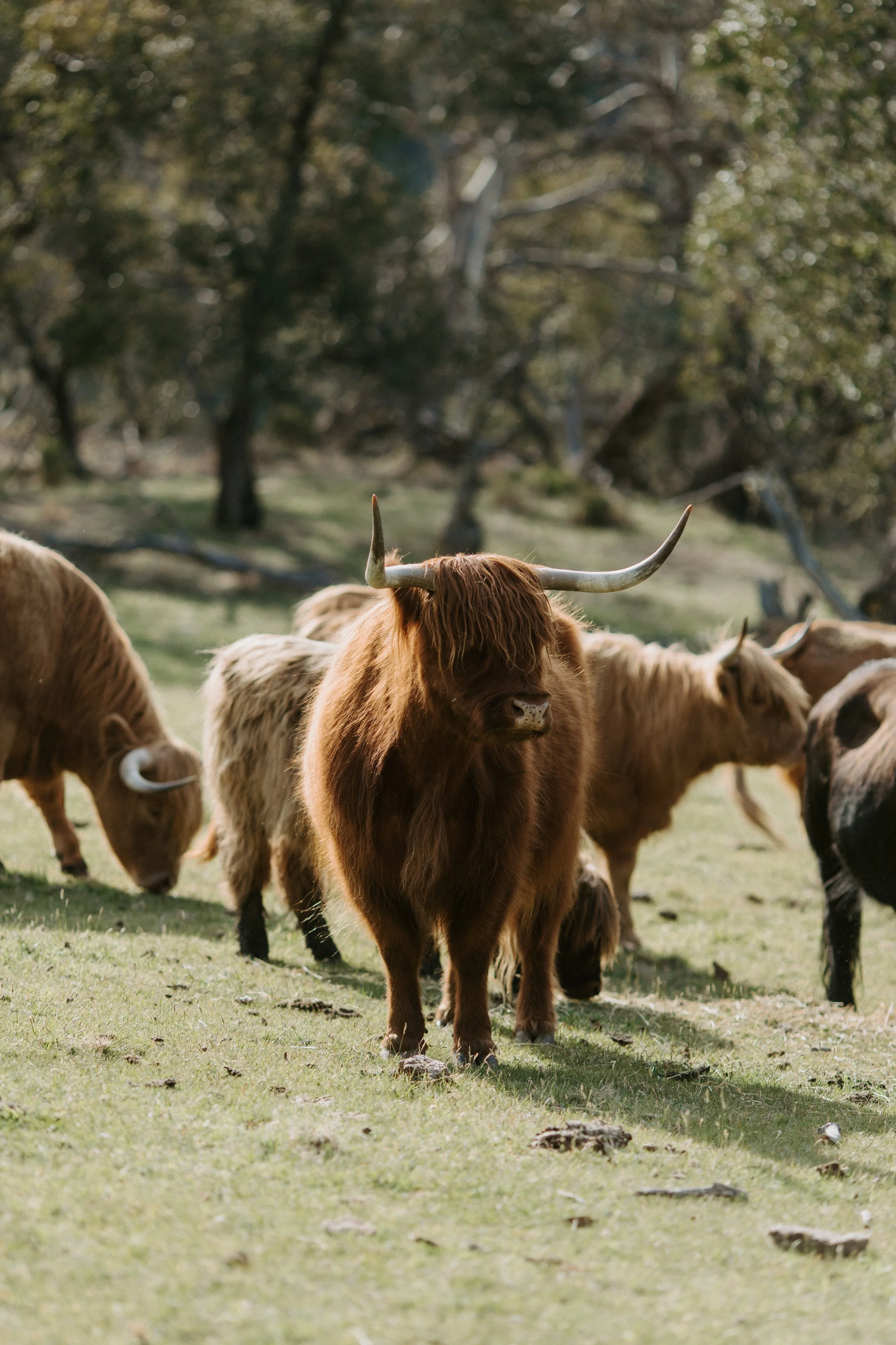 Cows and Heifers